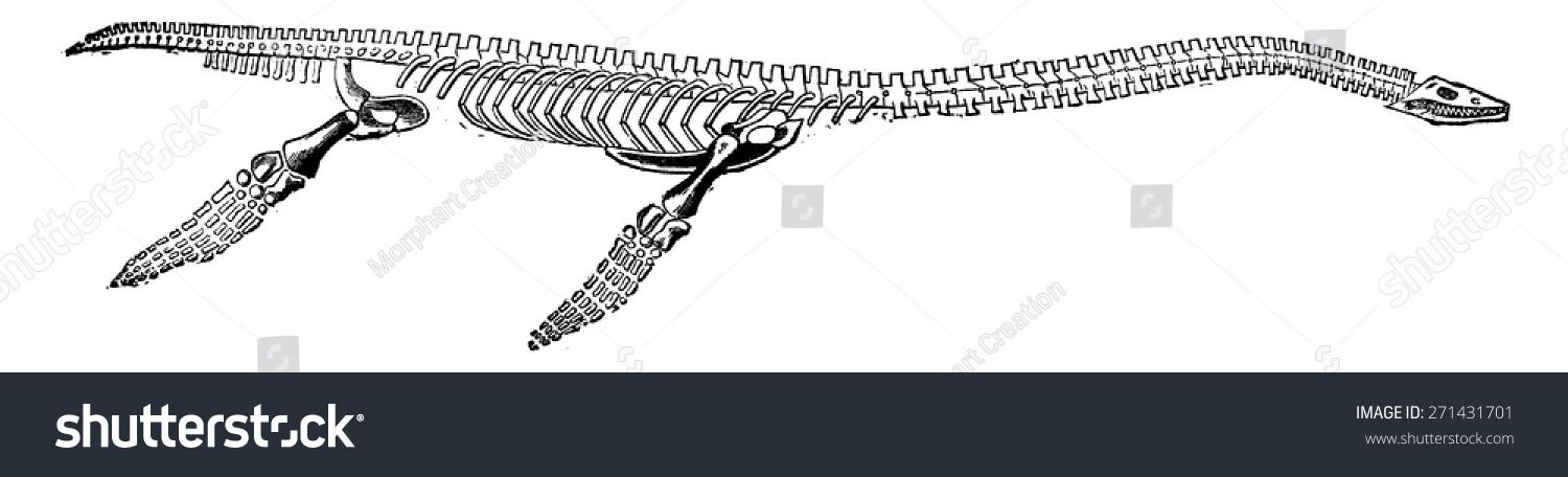 Restored Plesiosaur Skeleton Vintage Engraved Illustration Stock Vector ...