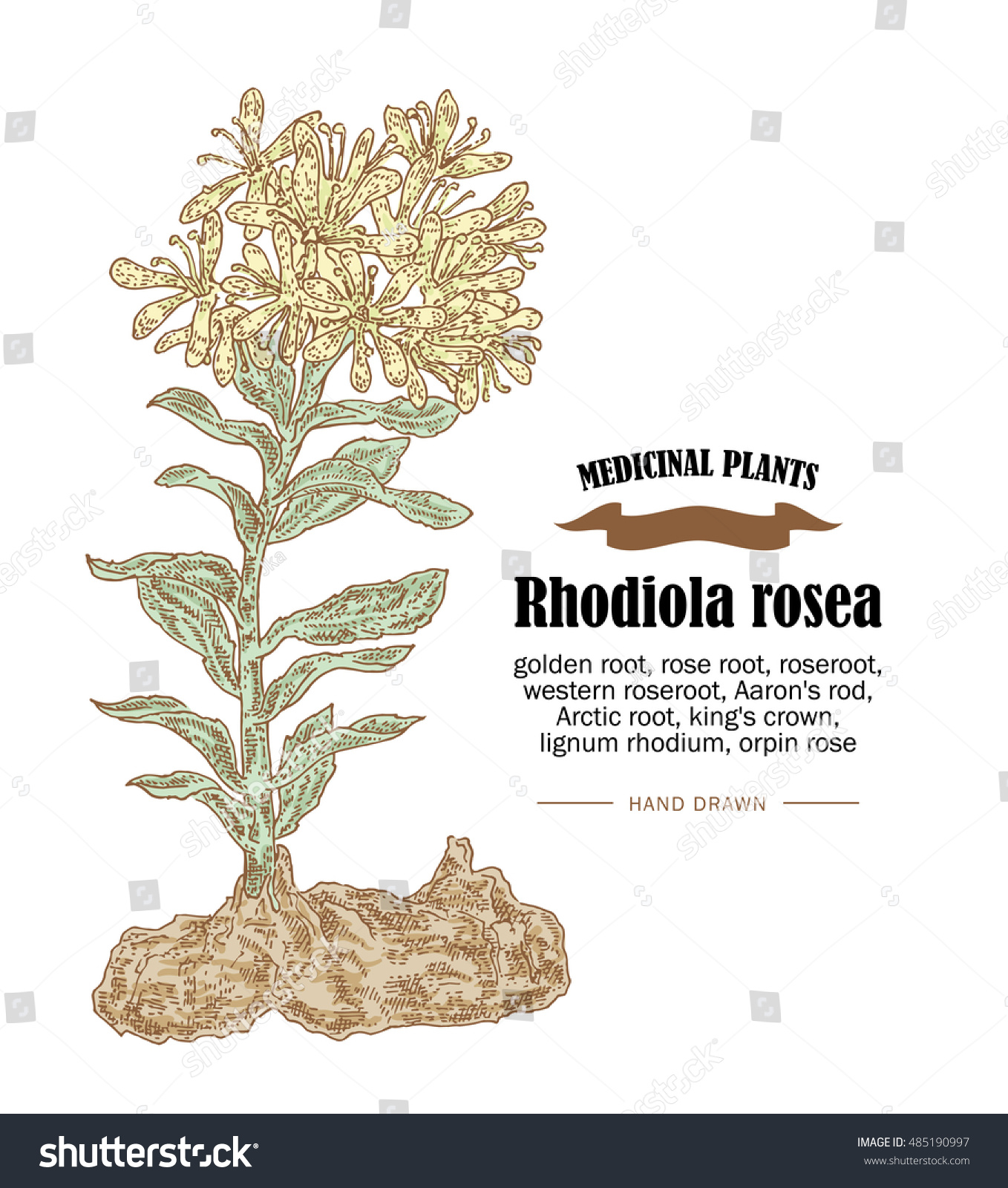 Rhodiola Rosea Golden Root Vector Illustration Stock Vector Royalty