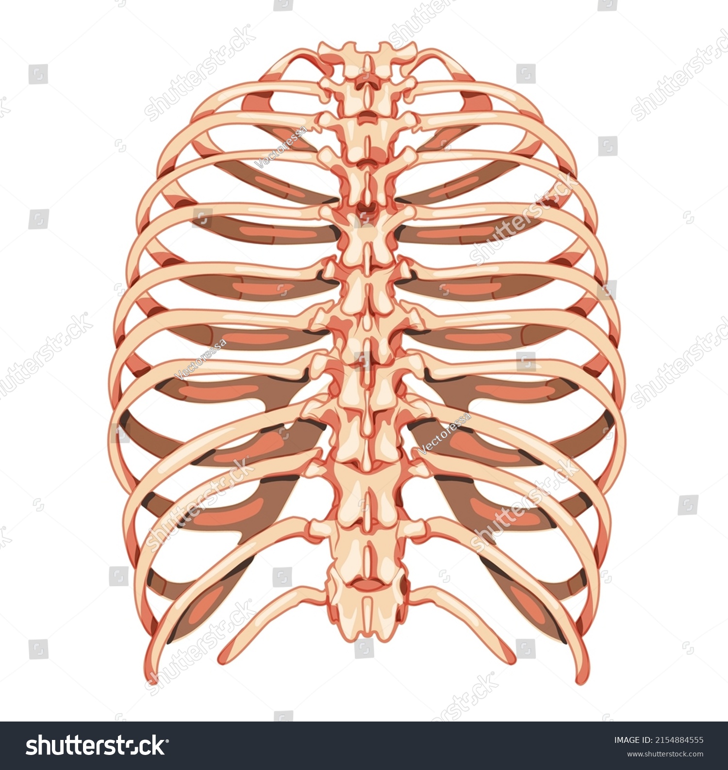 Rib Cage Skeleton Human Bones System Stock Vector (Royalty Free ...