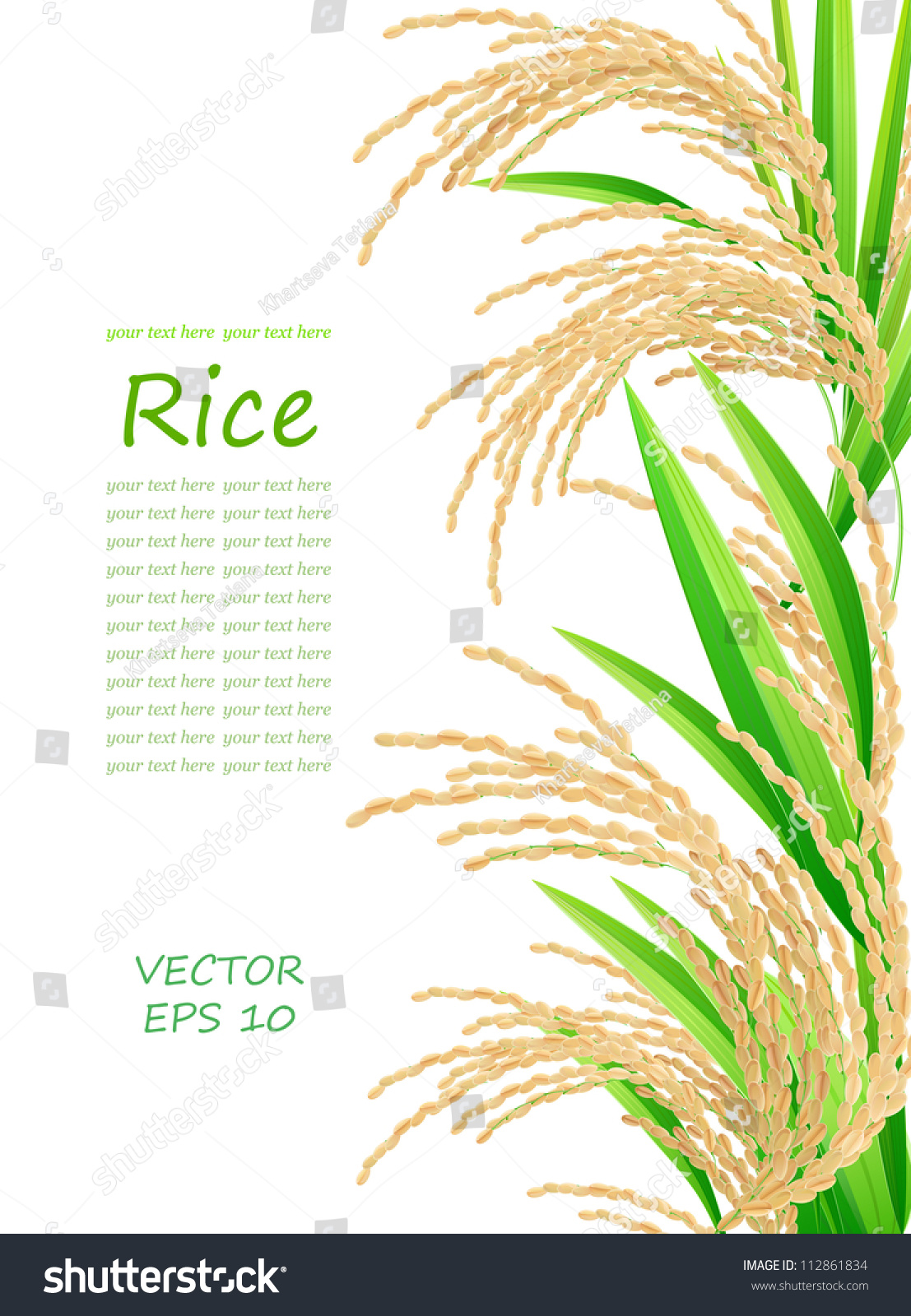 rice spikelet rice on white background stock vector royalty free 112861834 https www shutterstock com image vector rice spikelet on white background vector 112861834