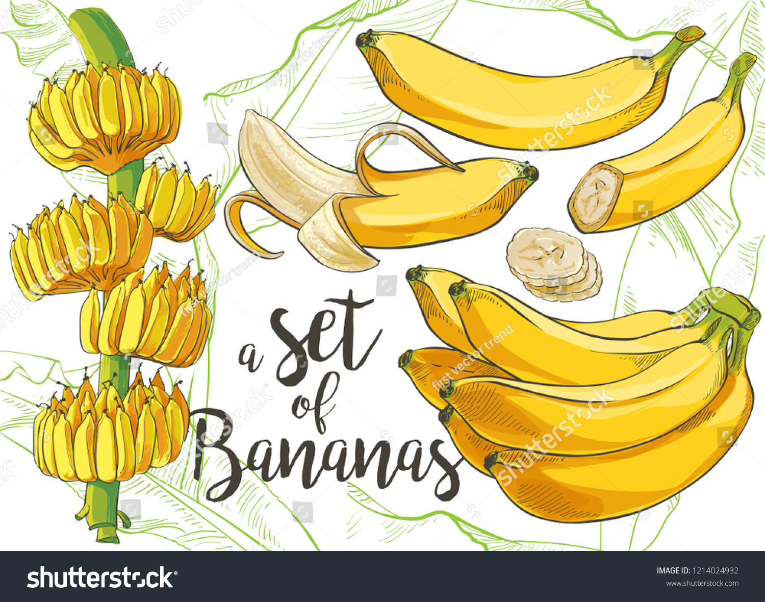 白い背景に熟したクラスターバナナの皮を剥いたスライス バナナの木と育つ束 ベクター水彩イラストセット のベクター画像素材 ロイヤリティフリー 1214024932