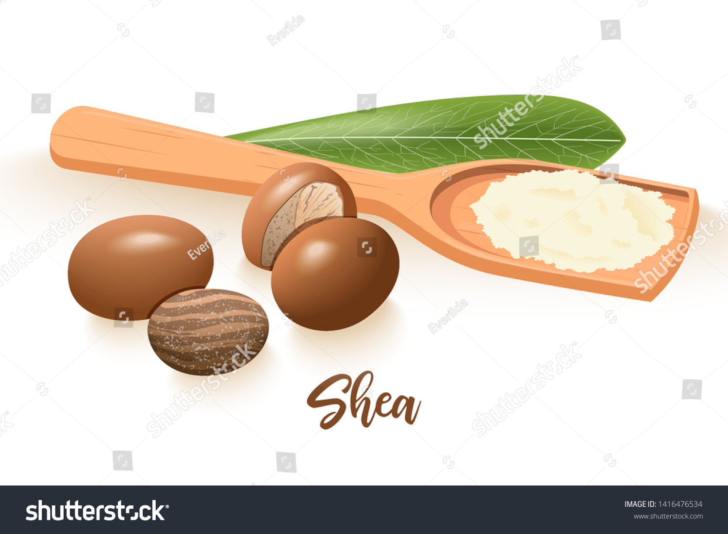 SVG of Ripe shea nuts and leaf. shi tree pods whole and cracked. Vitellaria paradoxa. Card template copy space. Oilplant for cooking, cosmetics, aromatherapy, perfume, food, healthcare, ointments, oil prints svg