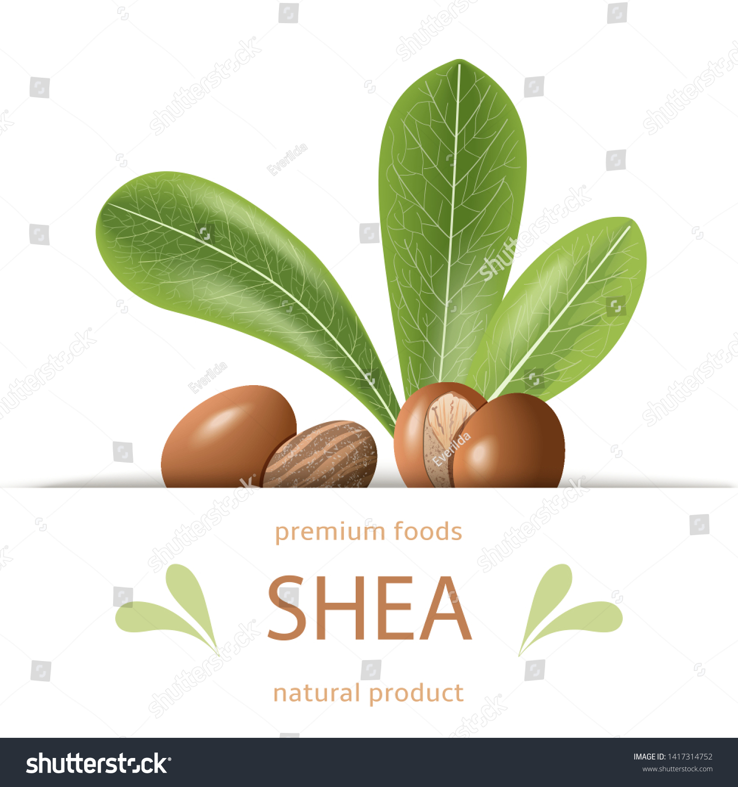 SVG of Ripe shea nuts and leaves label. shi tree pods whole and cracked. Vitellaria paradoxa. Premium foods. Card template copy space. cosmetics, aromatherapy, perfume, food, healthcare, ointments, oil print svg