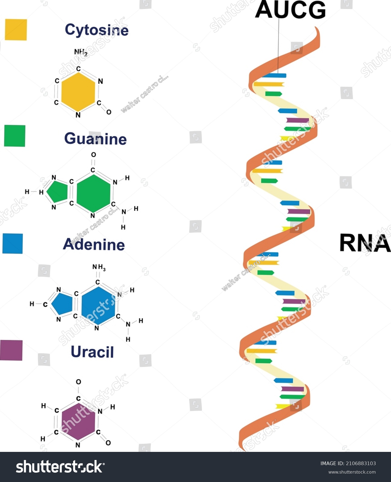 Rna Spiral Vector Icon Illustration Structure Stock Vector (Royalty ...