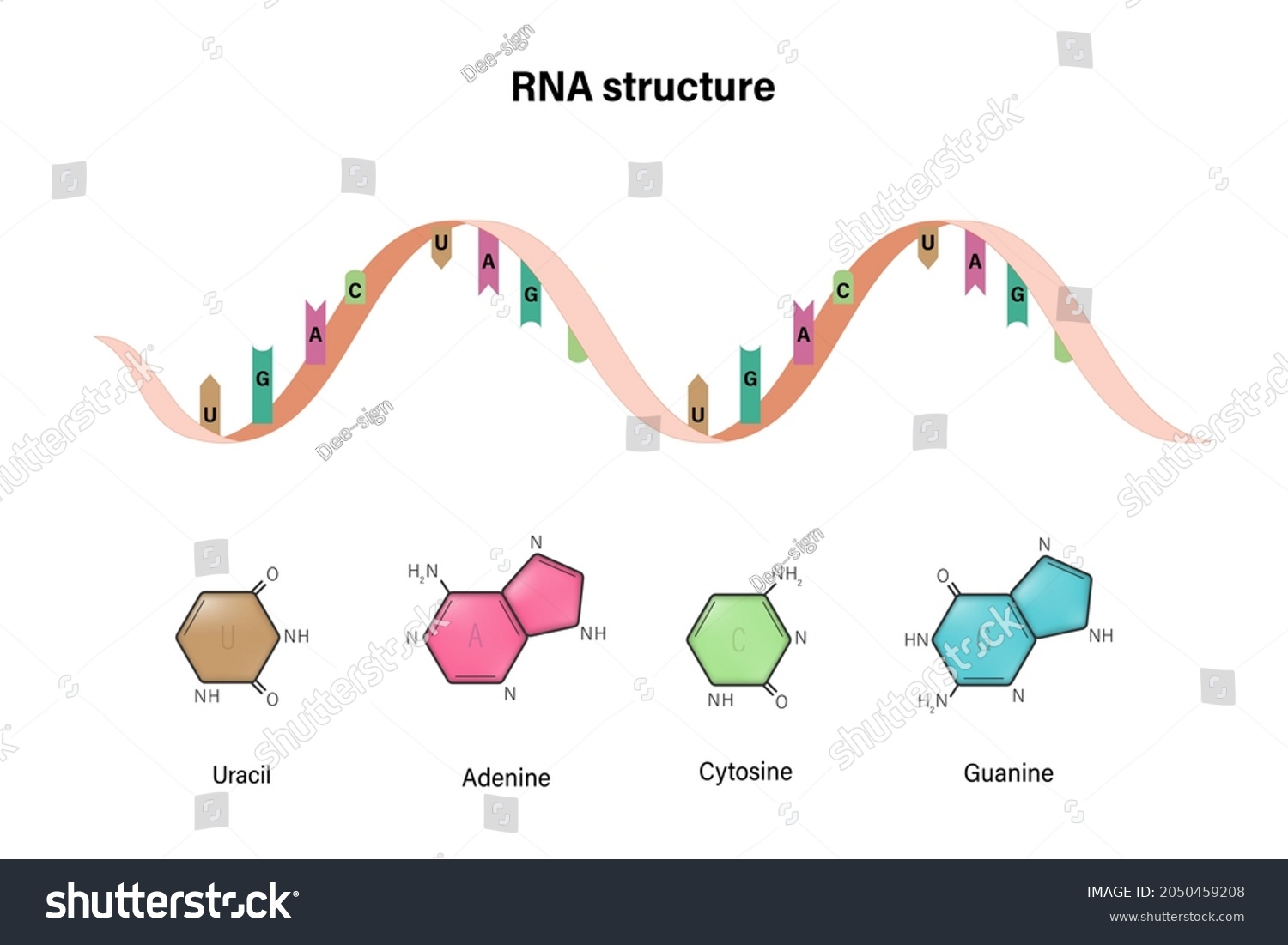 Rna Structure Ribonucleic Acid Nitrogenous Base Stock Vector (Royalty