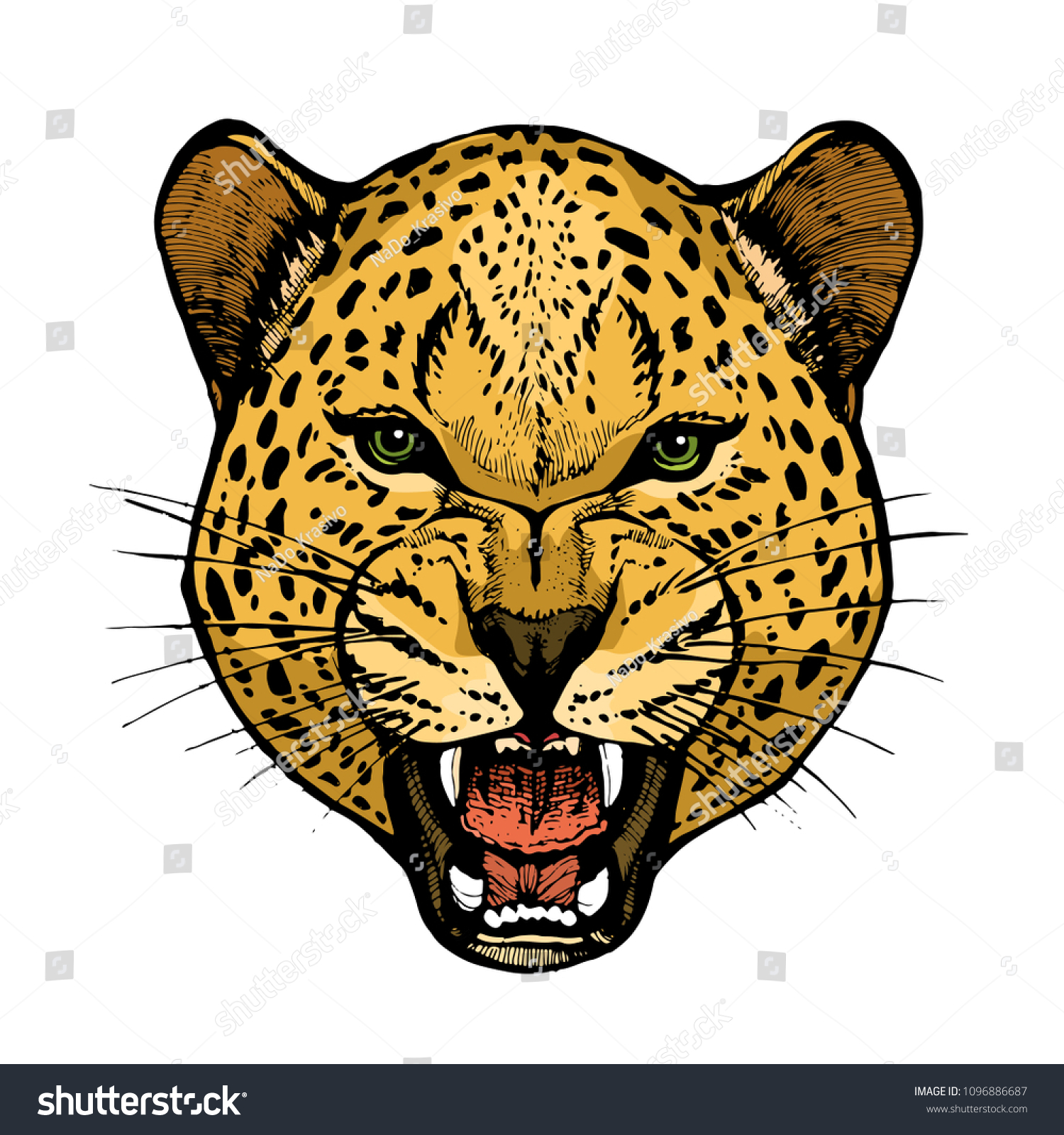 Roaring Leopard Head Bared Teeth Animal Stock Vector (Royalty Free ...