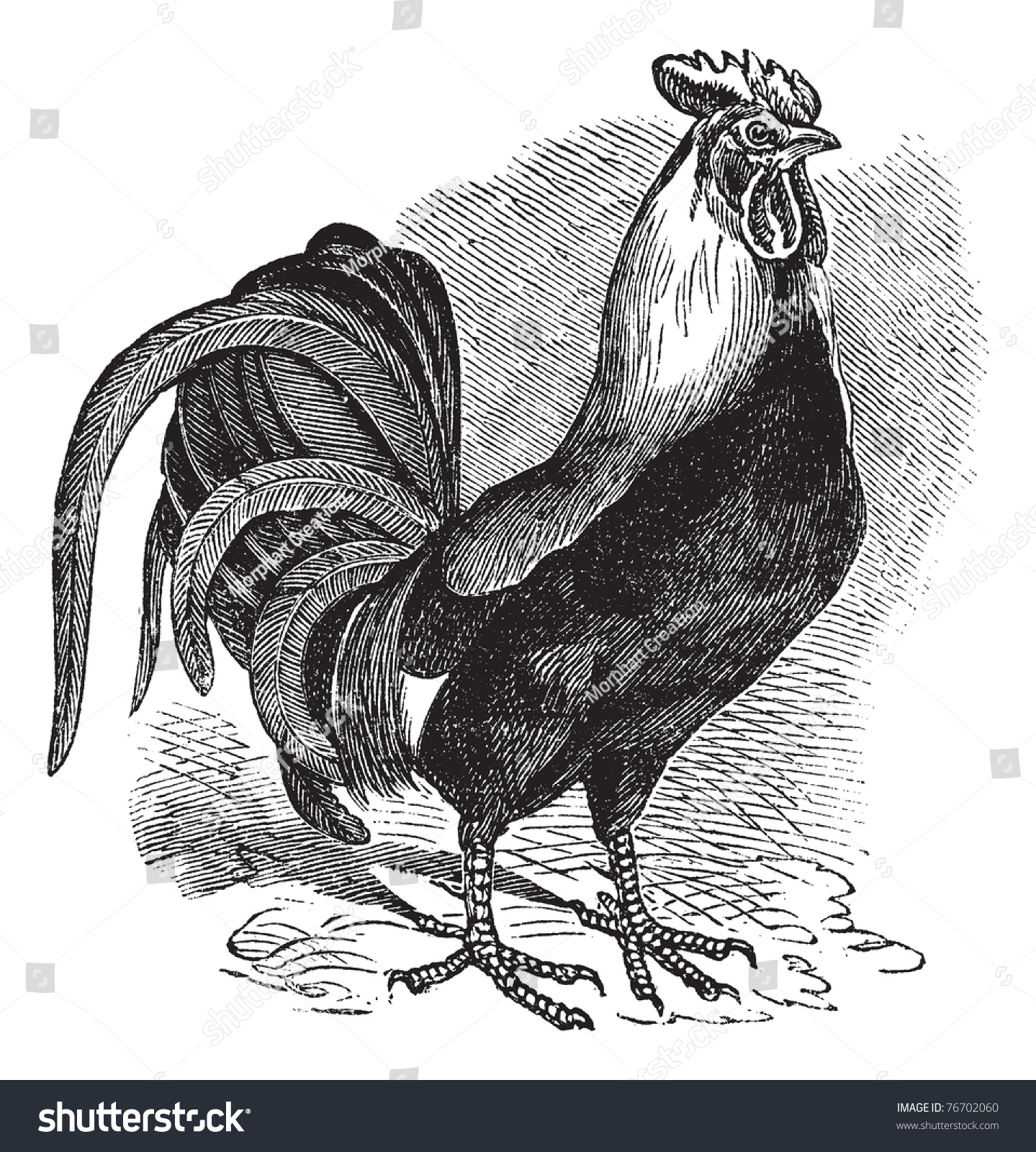 SVG of Rooster or Cockerel or Cock or Gallus gallus, vintage engraving. Old engraved illustration of Rooster. Trousset Encyclopedia svg