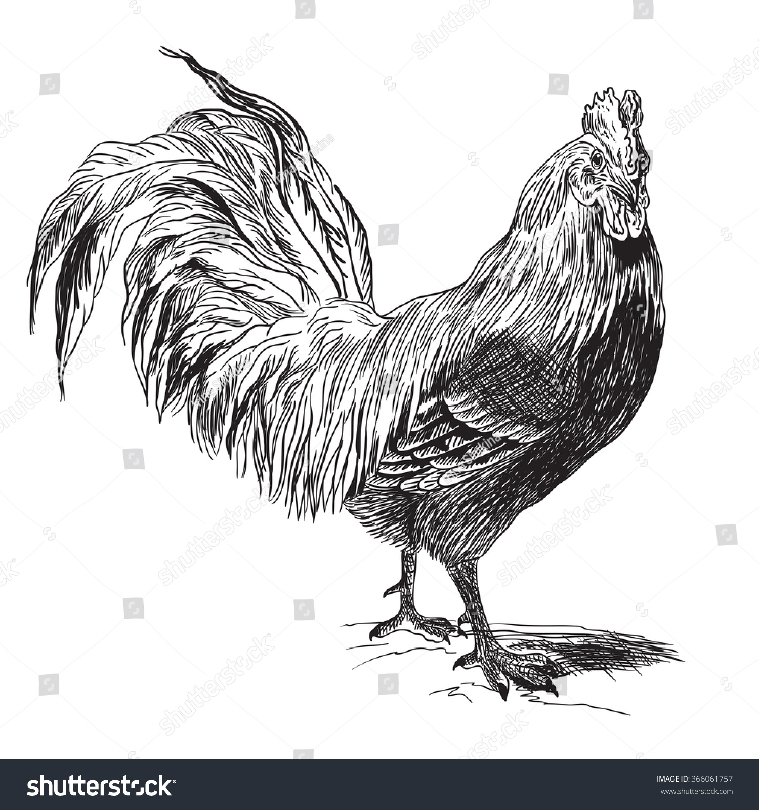 SVG of Rooster or Cockerel or Cock, vintage engraving.  svg