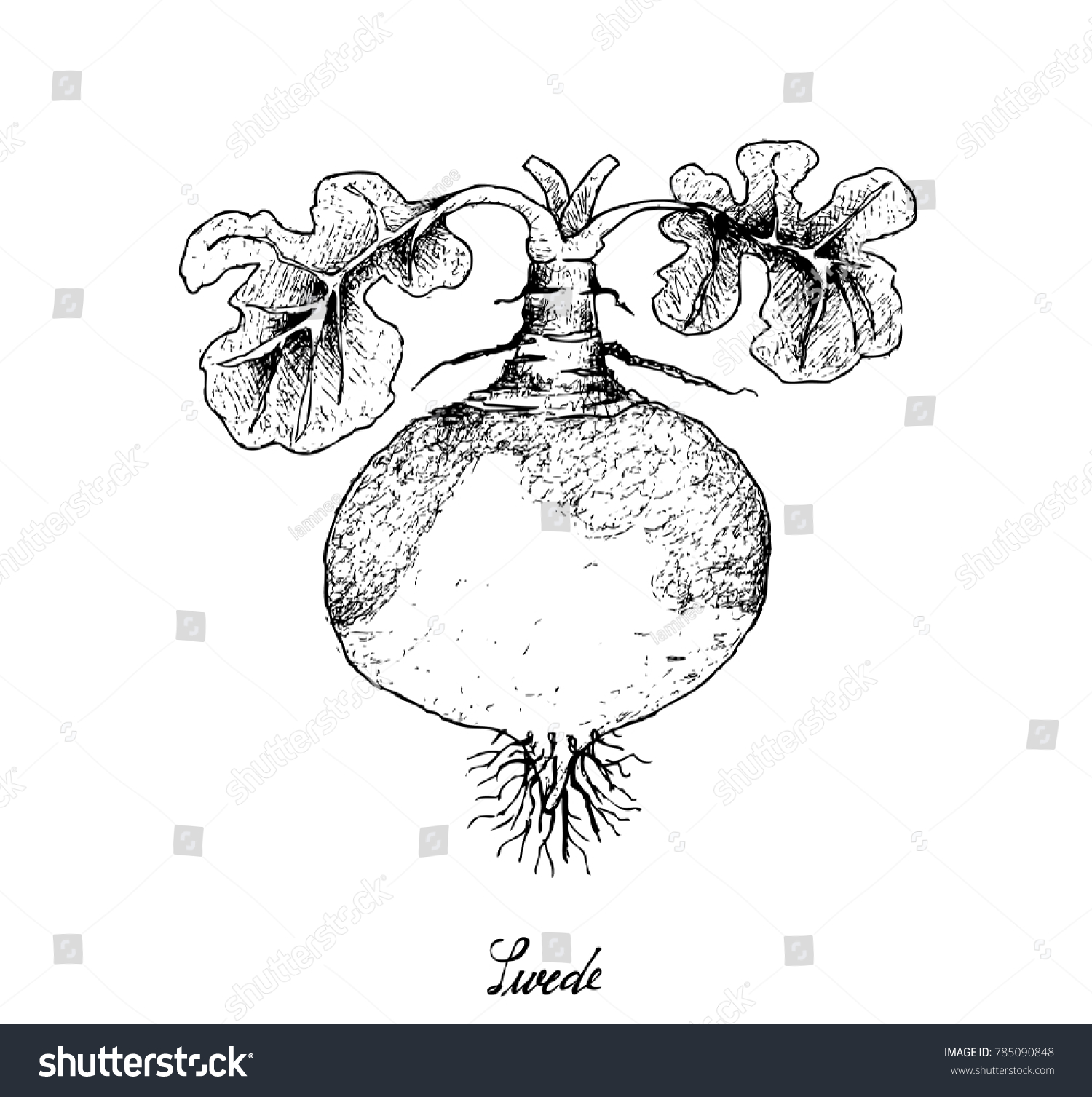 Root Tuberous Vegetables Illustration Hand Drawn Stock Vector (Royalty ...