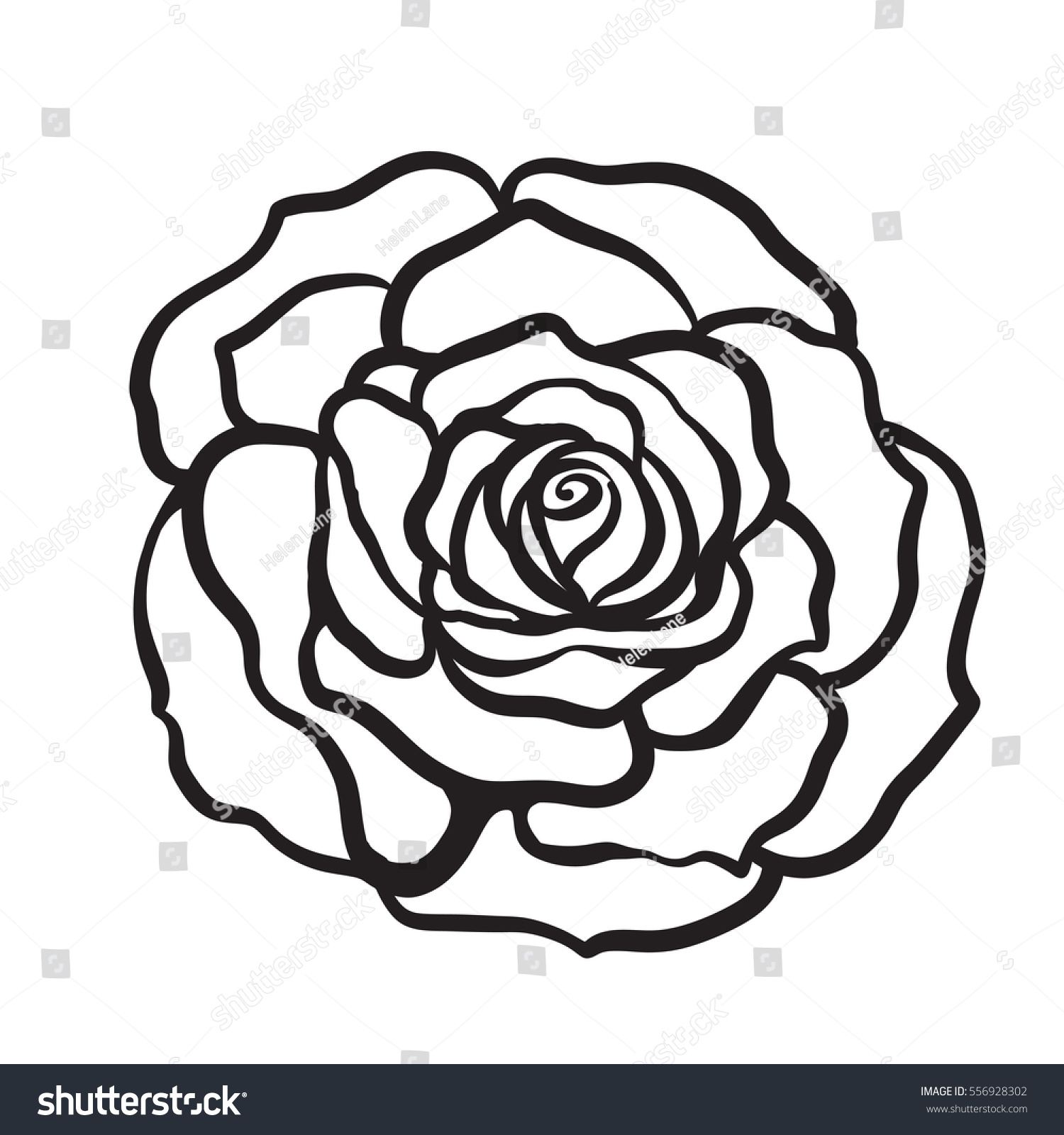 Rose Flower Isolated Outline Hand Drawn Stock Vector 556928302 ...