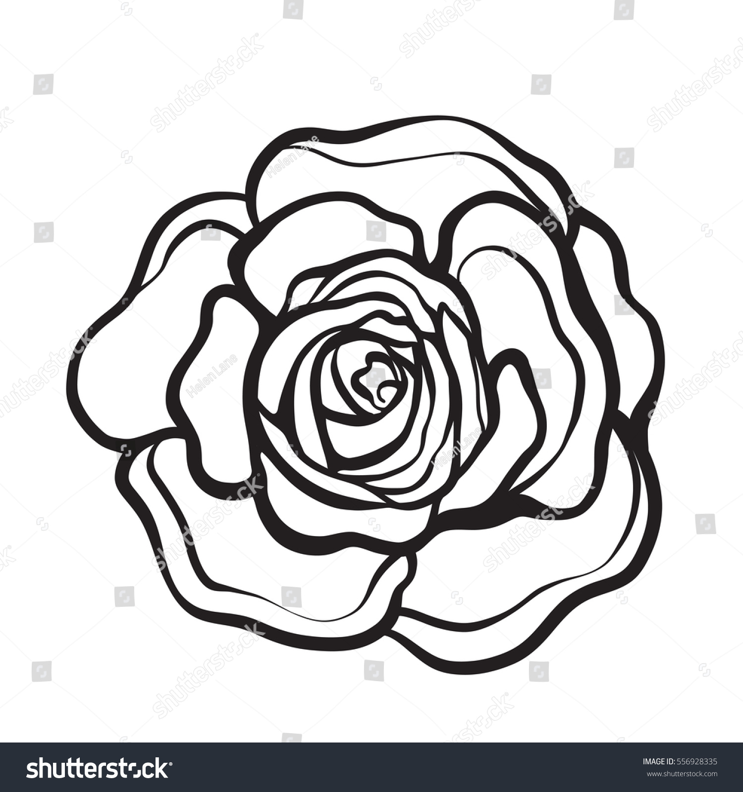 Rose Flower Isolated Outline Hand Drawn Stock Vector 556928335 ...