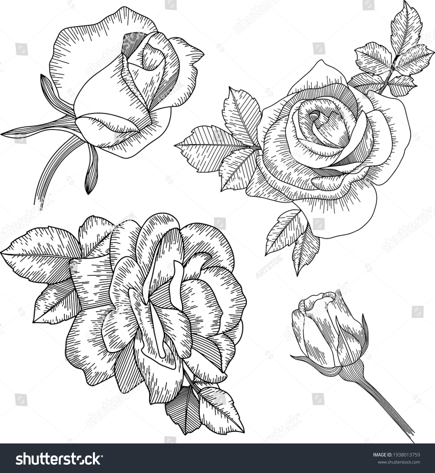 Vector Contour Ranunculus Rose Flowers Bud Stock Vector Royalty ...