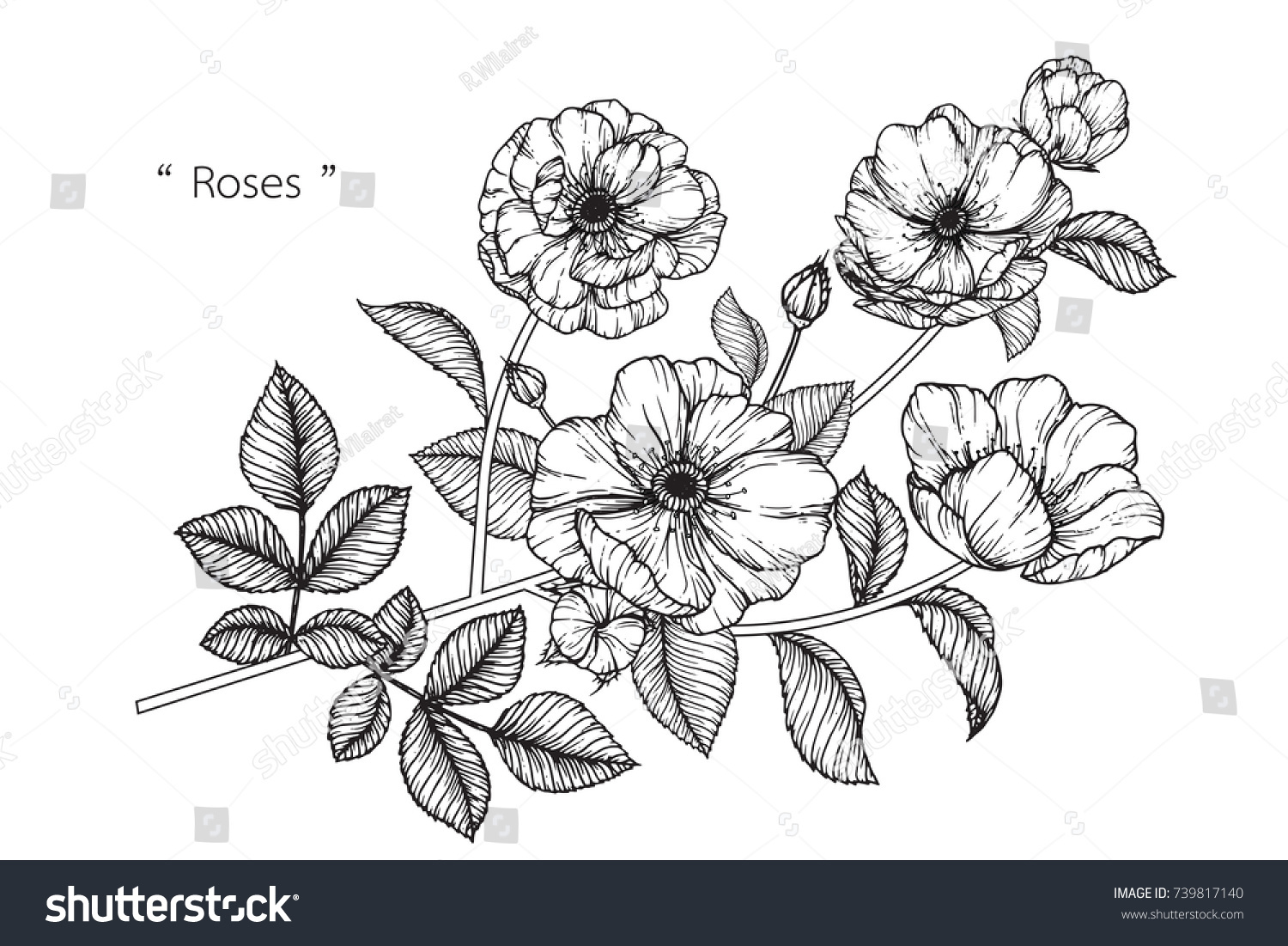 Rose Flowers Drawing Lineart On White Stock Vector Royalty Free