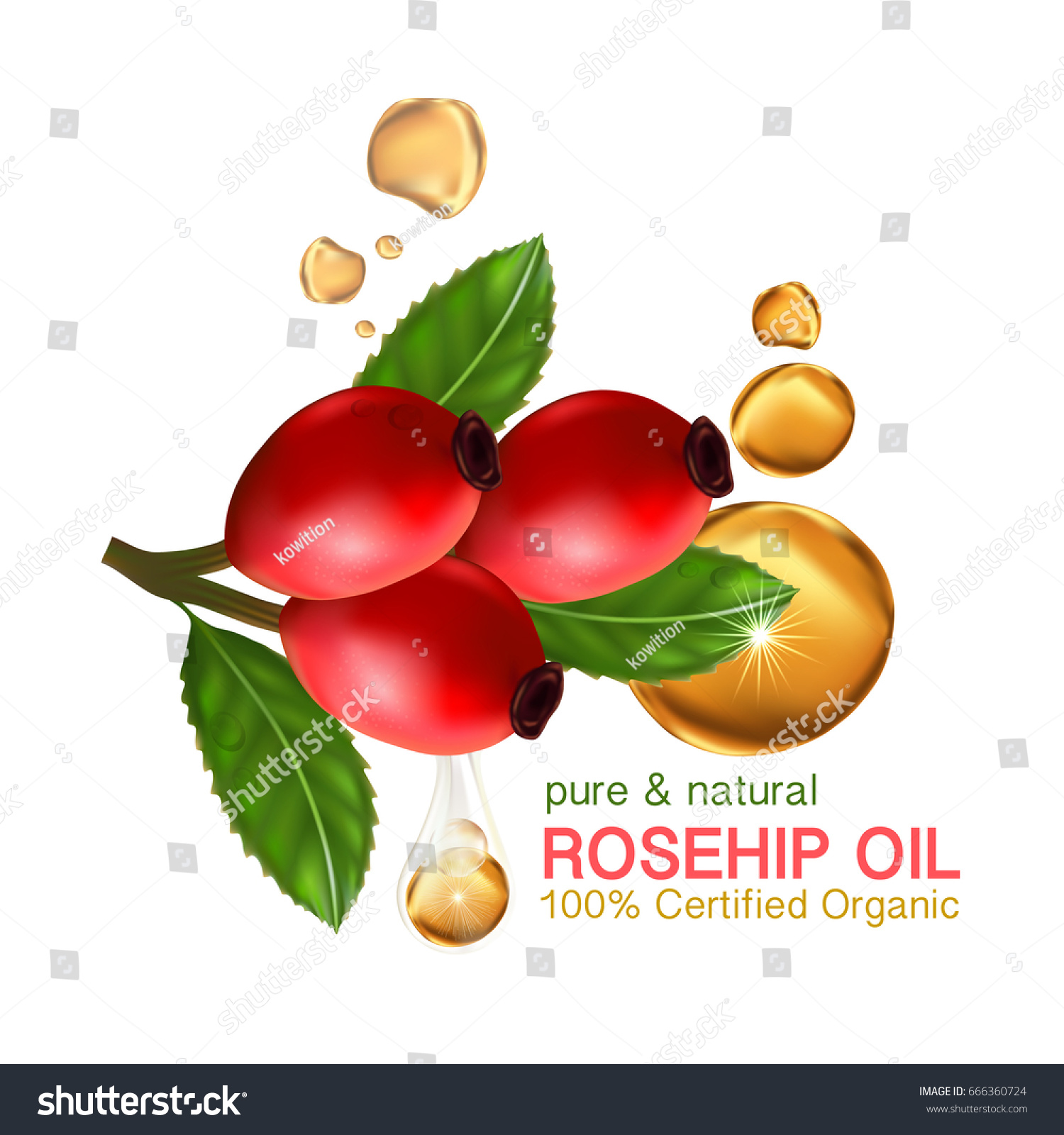 Rose Hip Oil Natural Cosmetic Skin Stock Vector Royalty Free