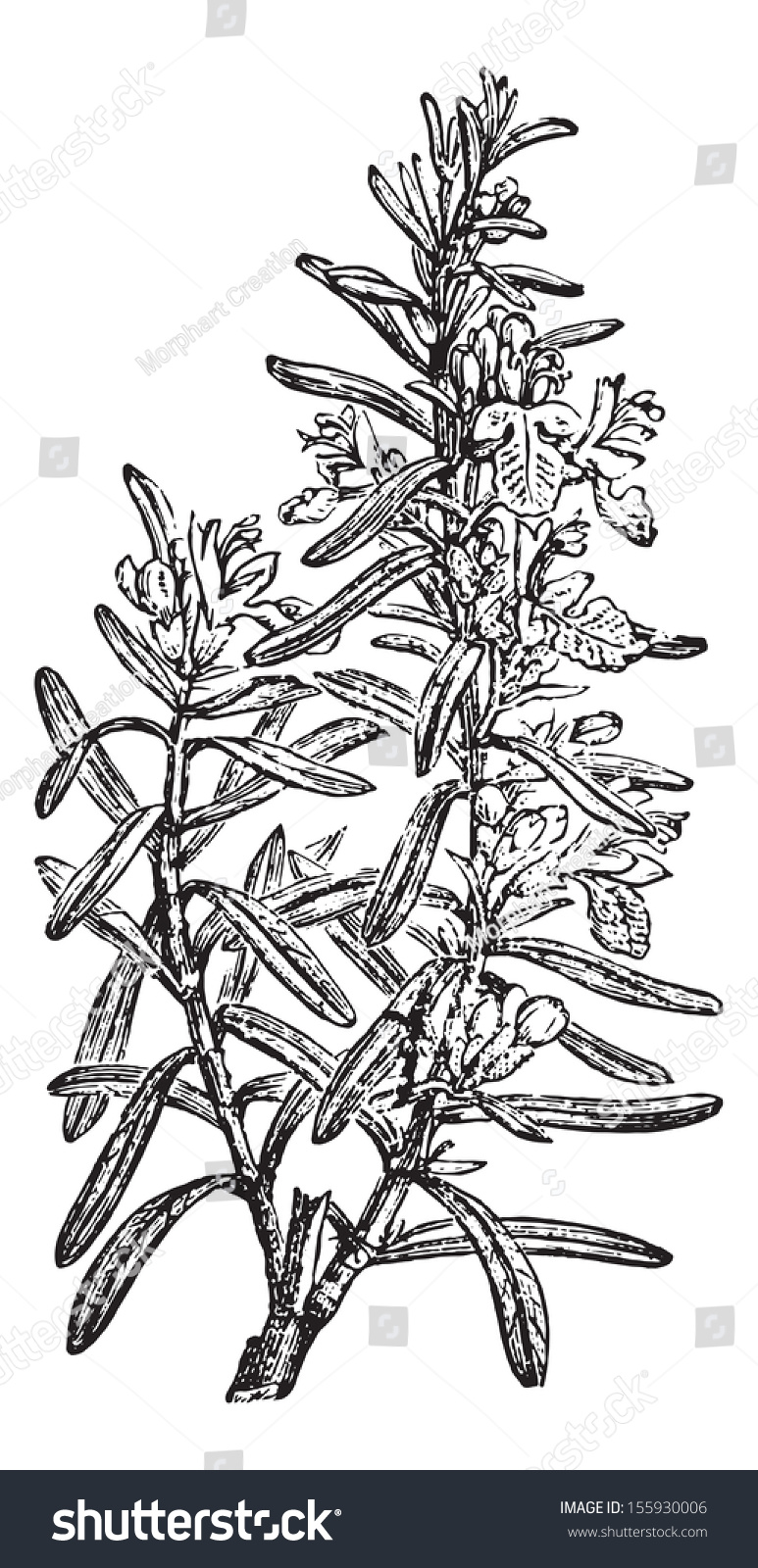 Rosemary Or Rosmarinus Officinalis Or Anthos, Vintage Engraved ...