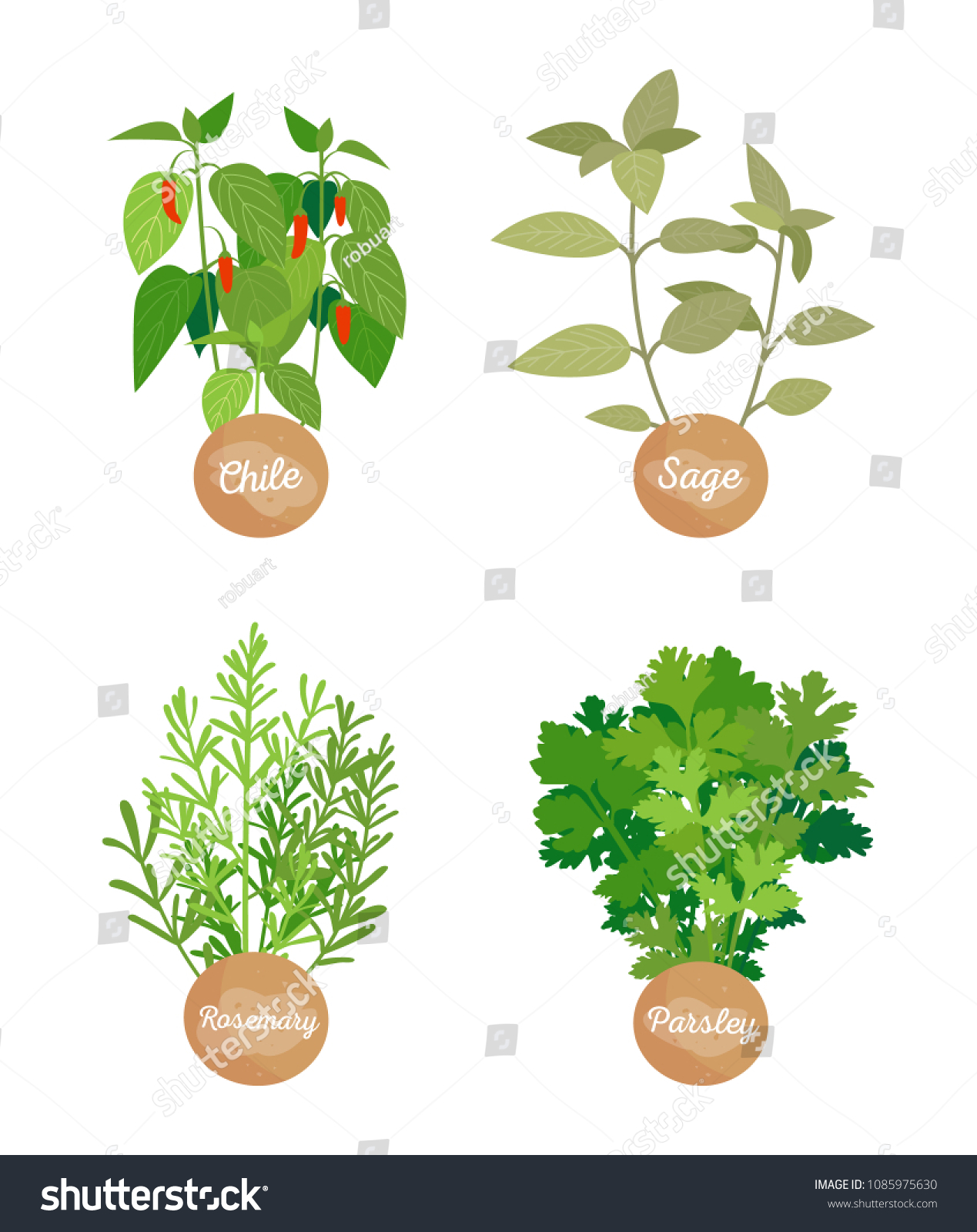 Rosemary Parsley Chile Sage Set Herbs Stock Vector Royalty Free