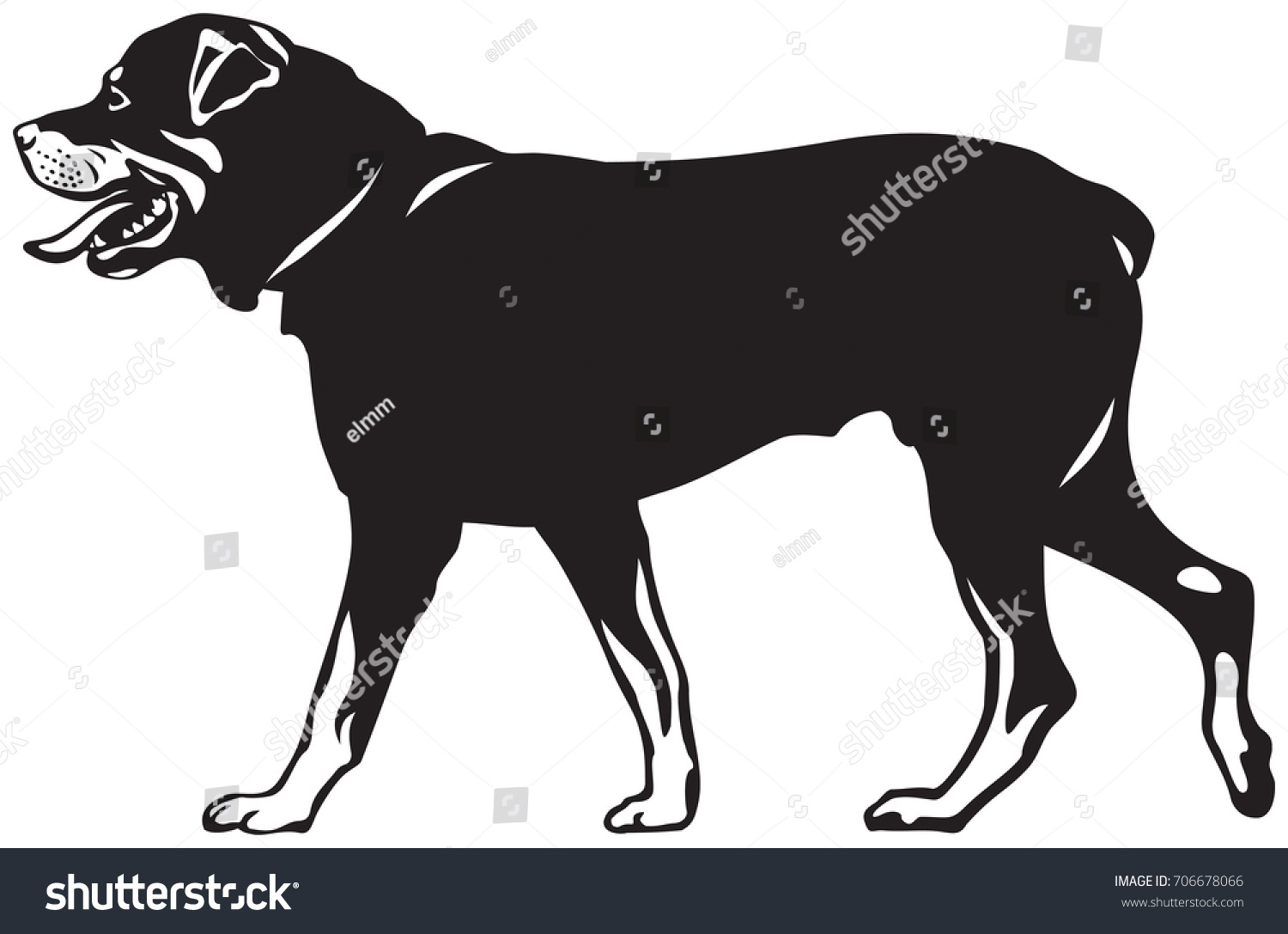 Rottweiler Dog Walk Vector Illustration Dog Stock Vector (Royalty Free ...