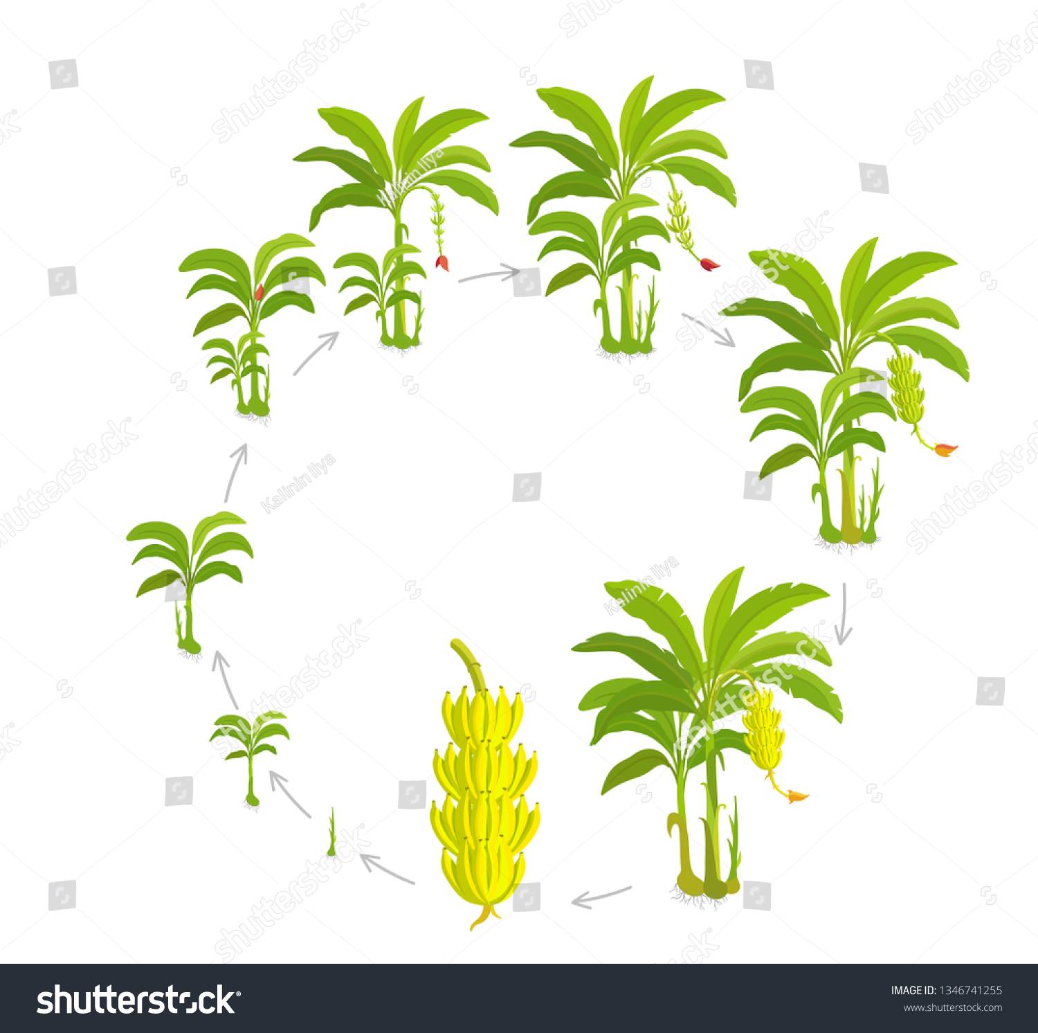 SVG of Round Crop cycle for banana tree. Crop stages bananas palm. Circular growing plants. Round harvest growth biology. Musa vector Illustration. svg