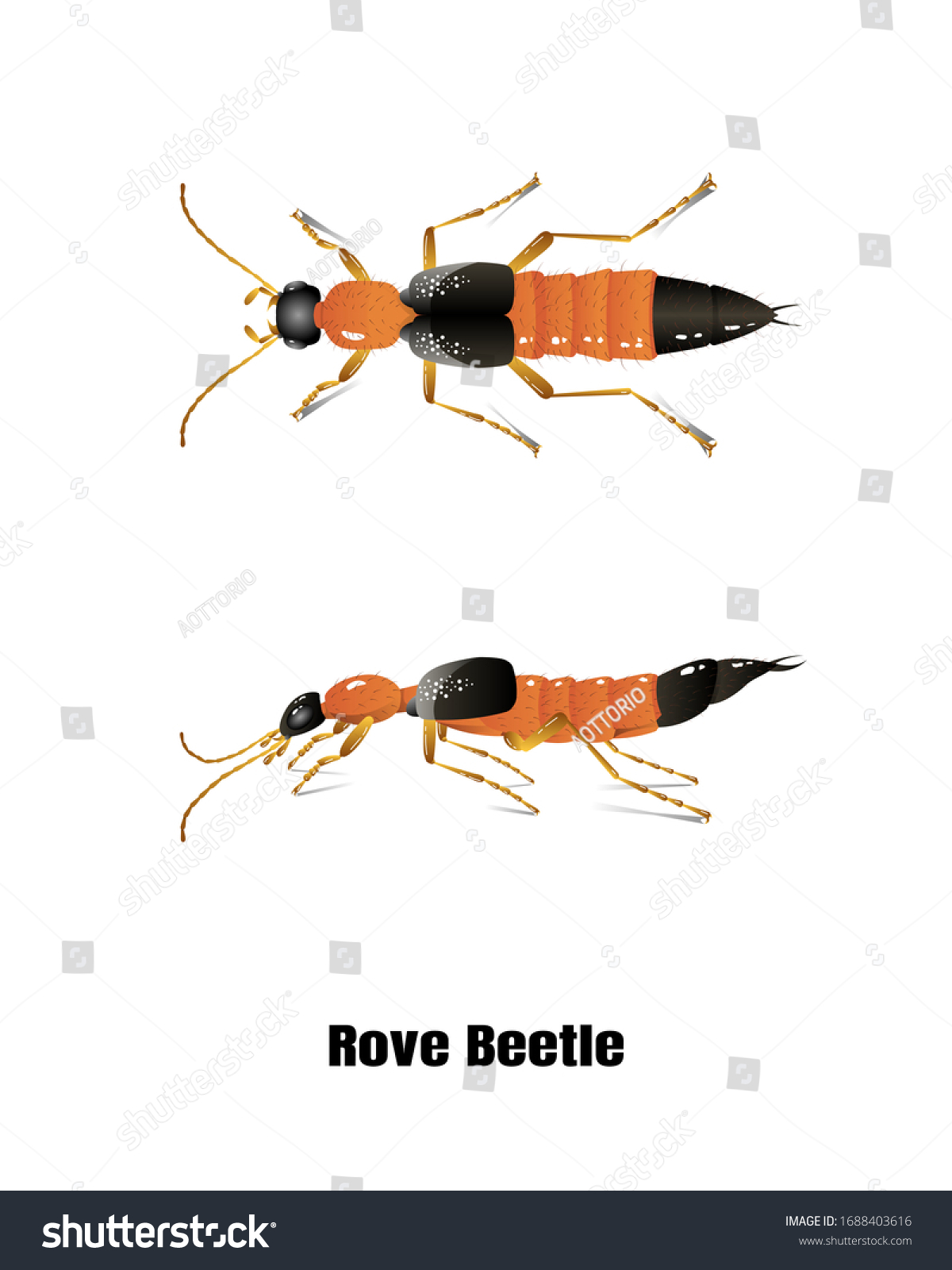 Beetle rove DOC2US