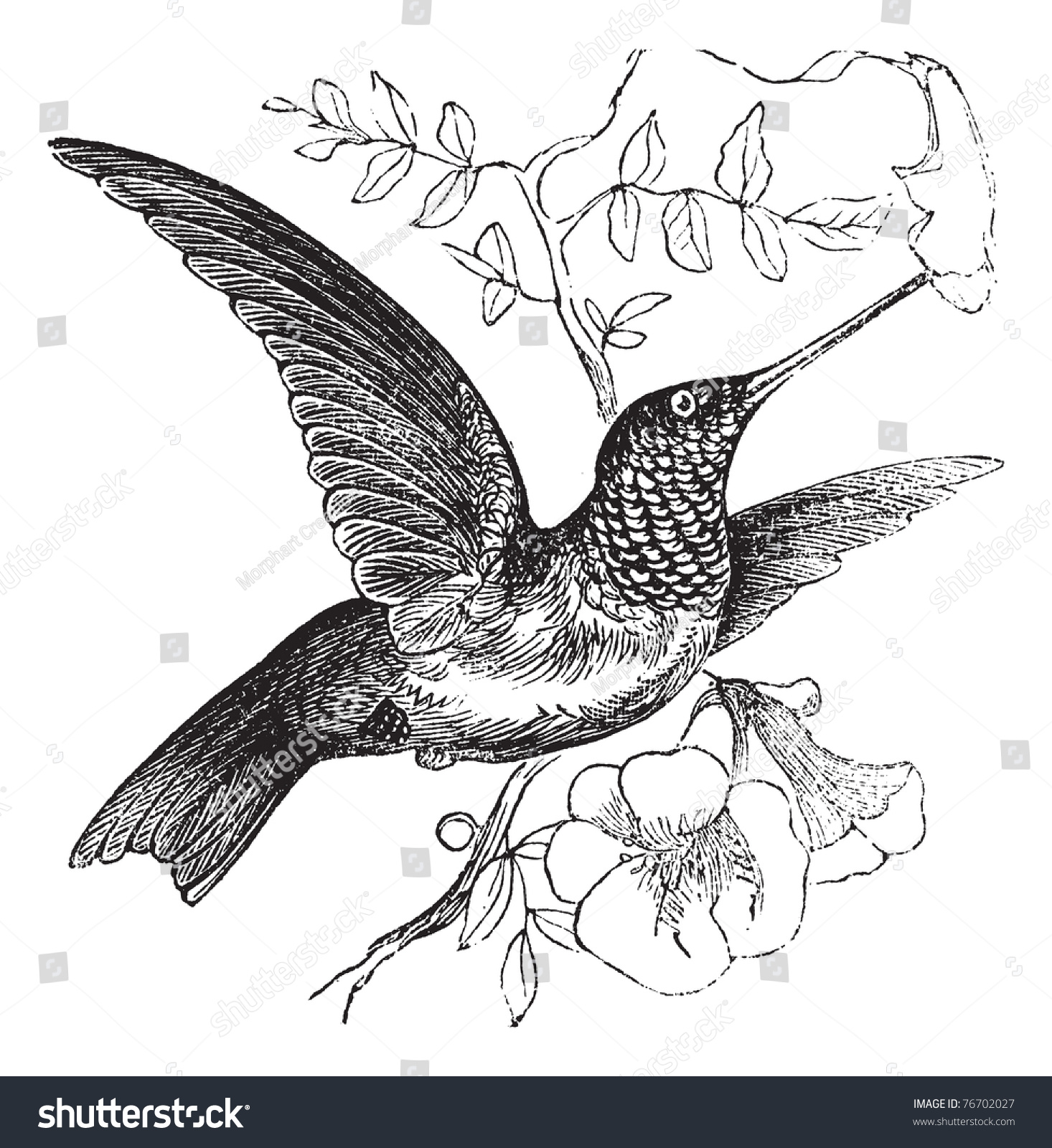 Rubythroated Hummingbird Archilochus Colubris Vintage Engraving Stock ...