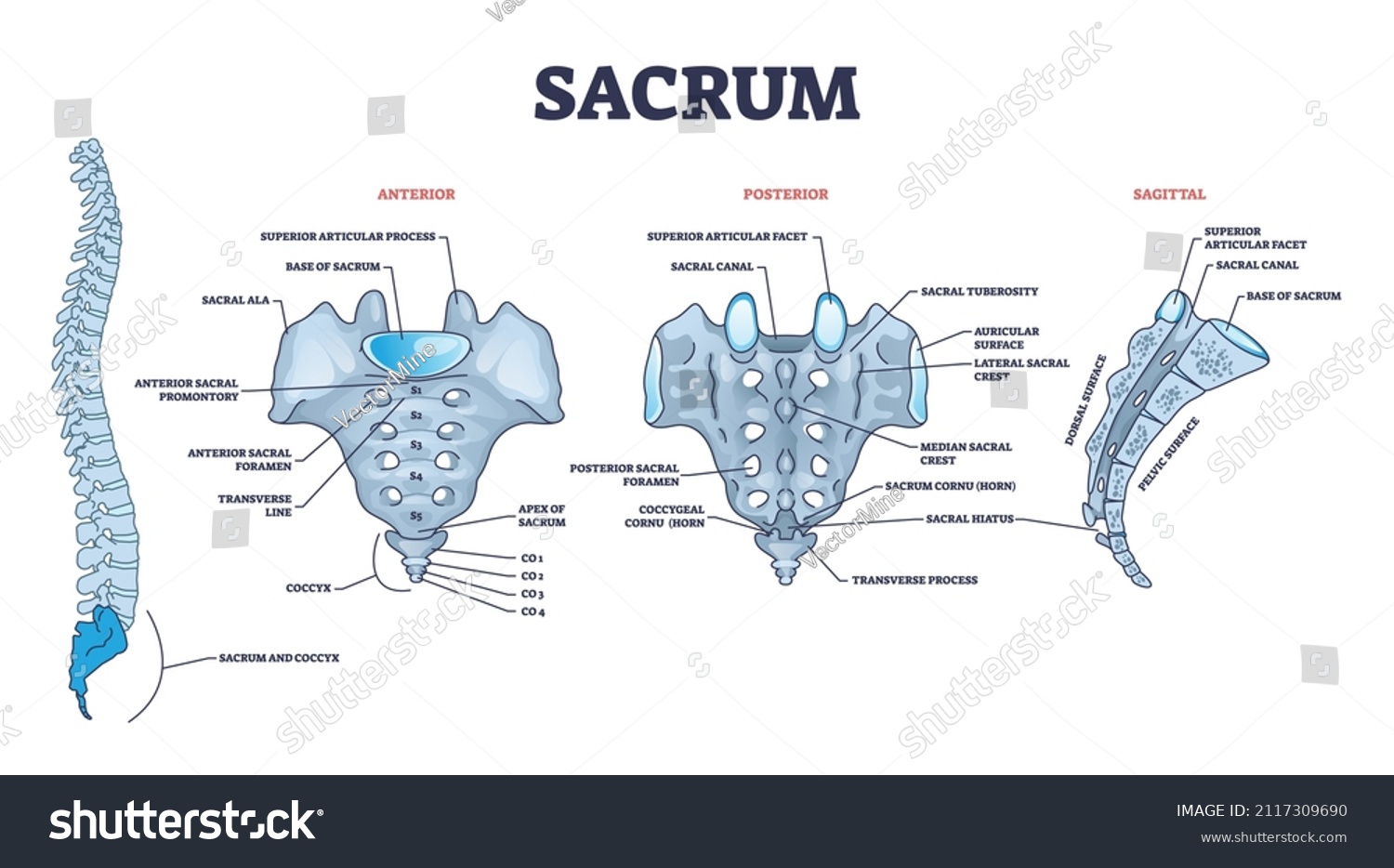 vektor-stok-sacrum-spinal-bone-structure-anatomical-description-tanpa