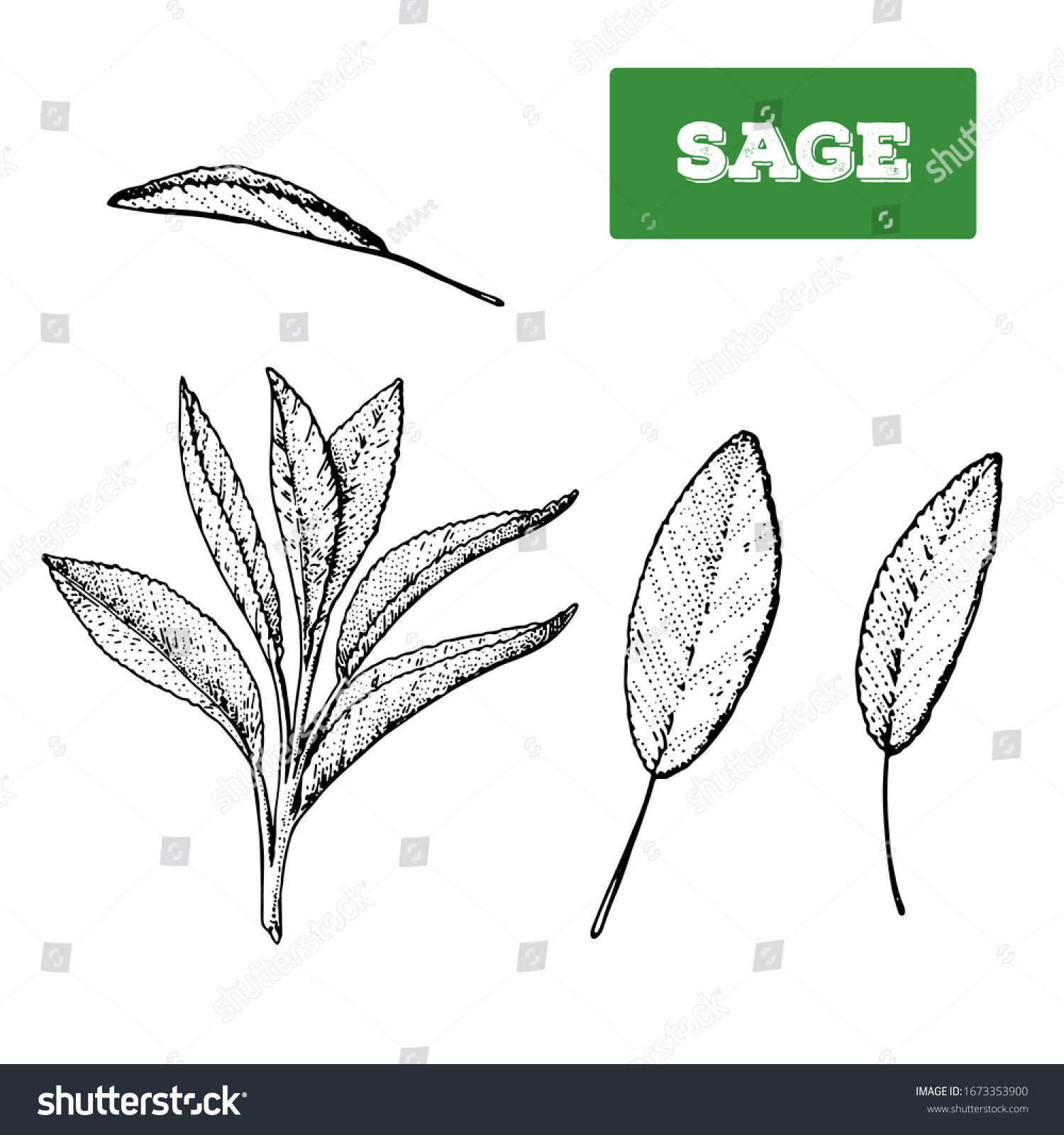 Sage Hand Drawn Vector Illustration Isolated Stock Vector (Royalty Free