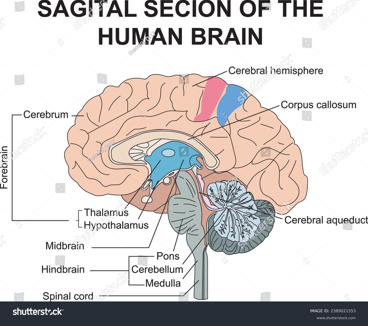 SVG of Sagital section of the human brain, cerebral hemisphere, corpus callosum, cerebral aqueduct, pons, cerebellum, medulla, spinal cord, hindbain, midbrain, forebrain svg