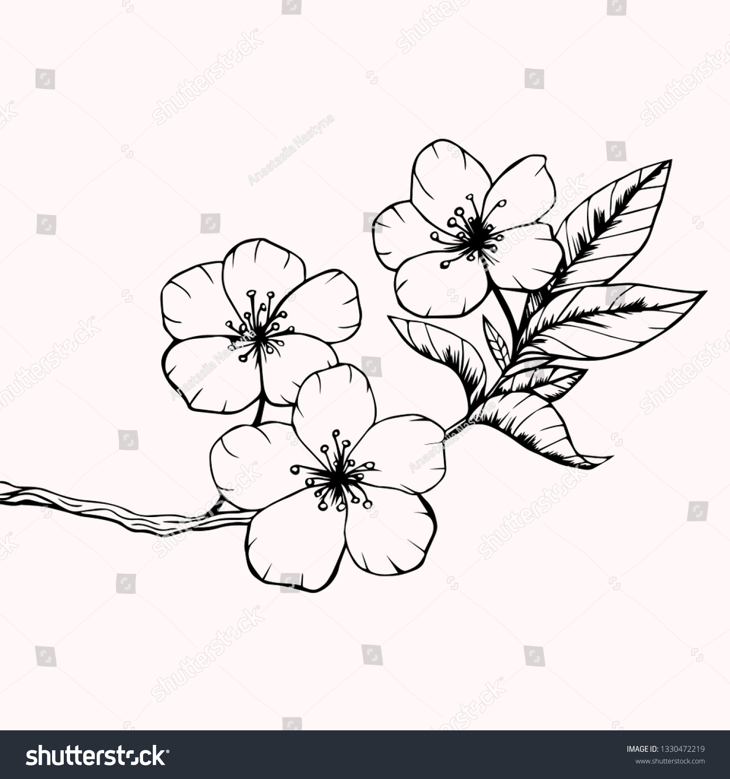 Sakura Branch Cherry Blossom Flowers Leaves Stock Vector Royalty Free 1330472219