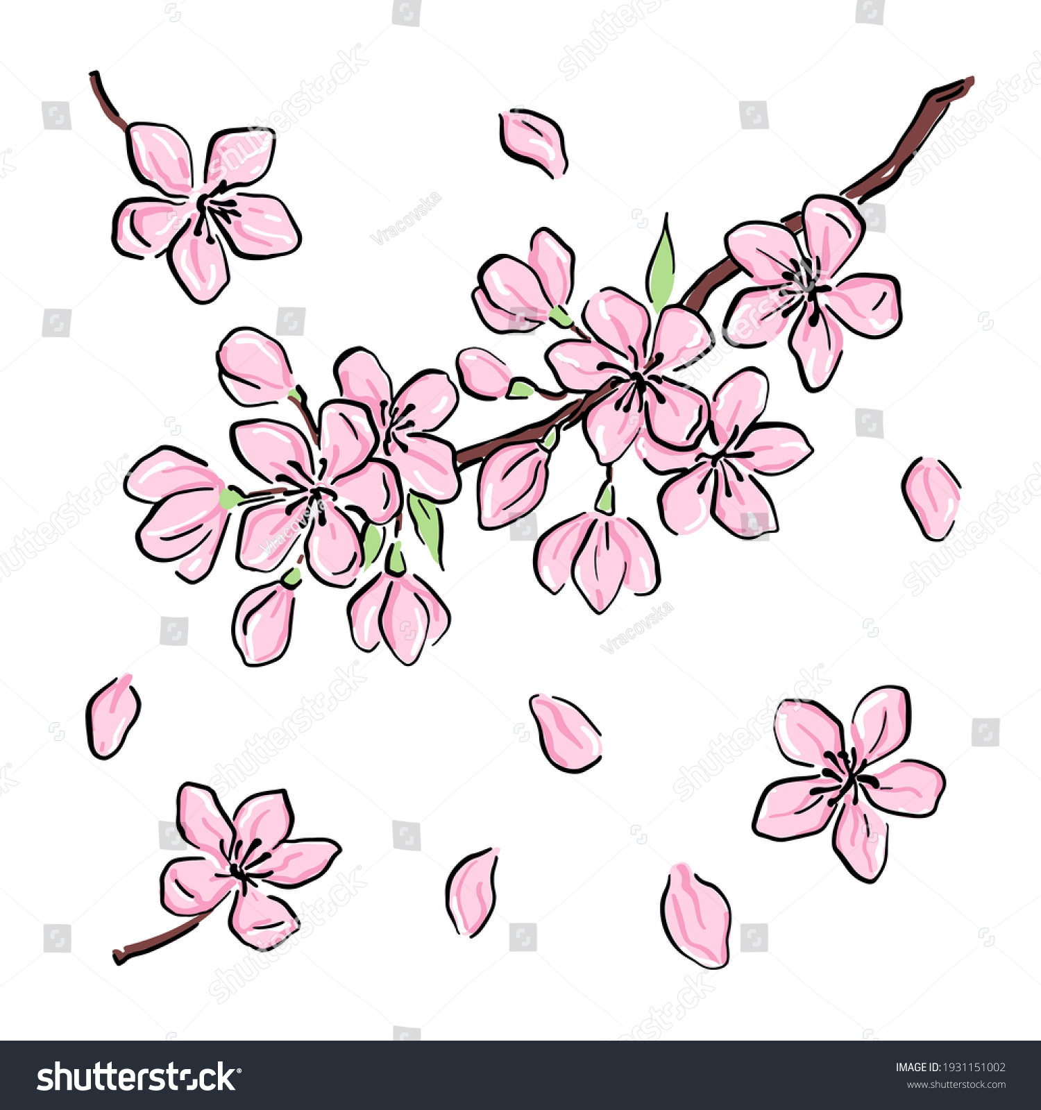 Sakura Cherry Blossom Sketch Illustration Sakura Stock Vector (Royalty ...