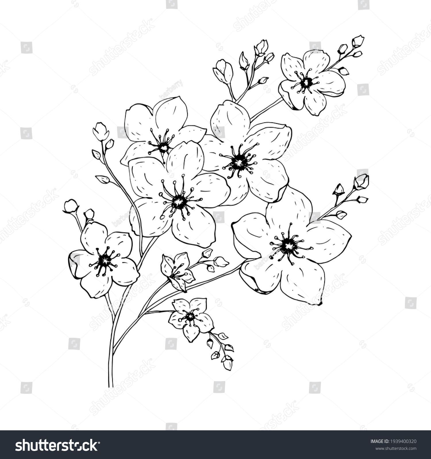 Sakura Flowers Blossom Hand Drawn Line Stock Vector (Royalty Free ...