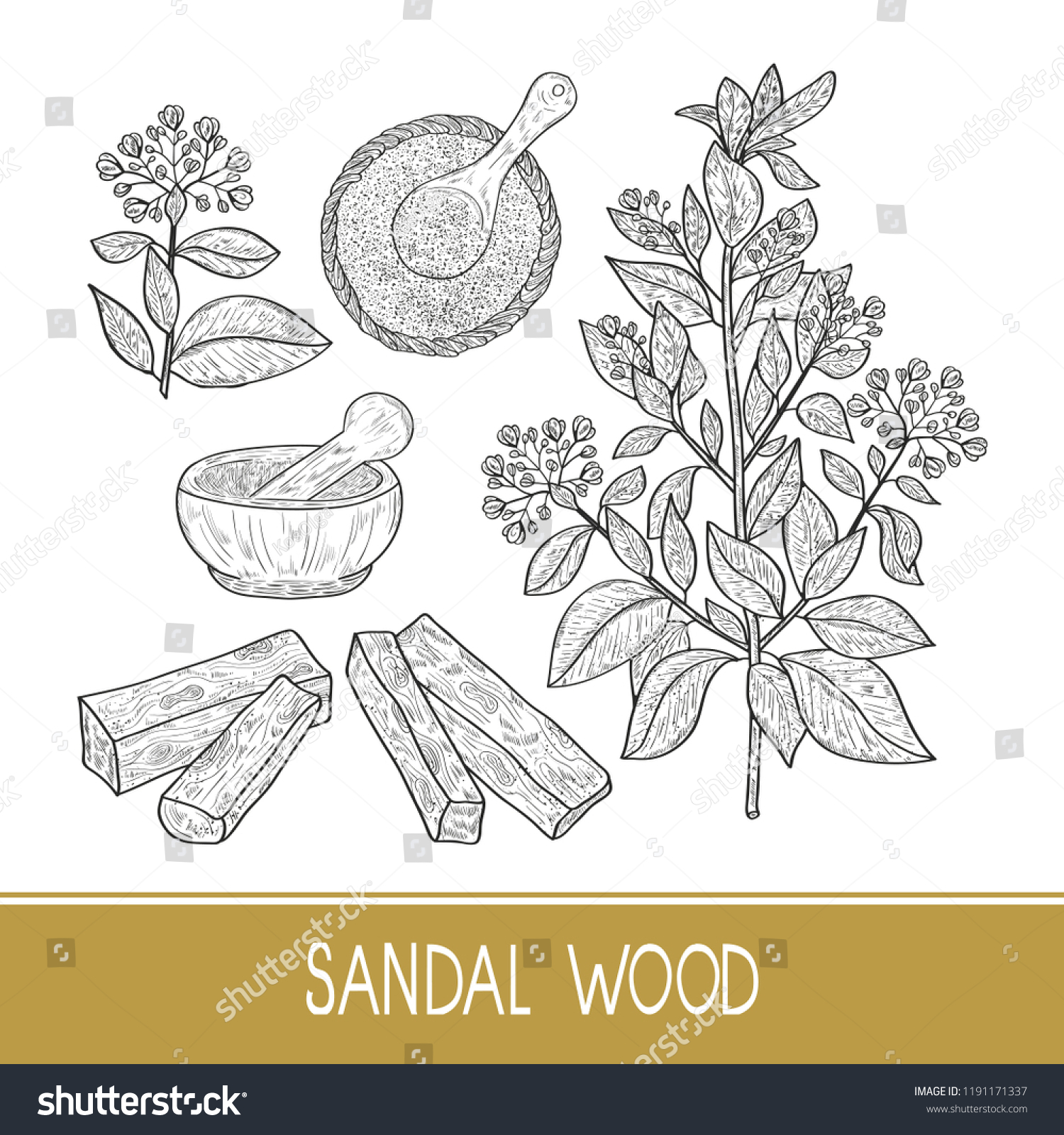 554 Sandalwood drawing Images, Stock Photos & Vectors Shutterstock