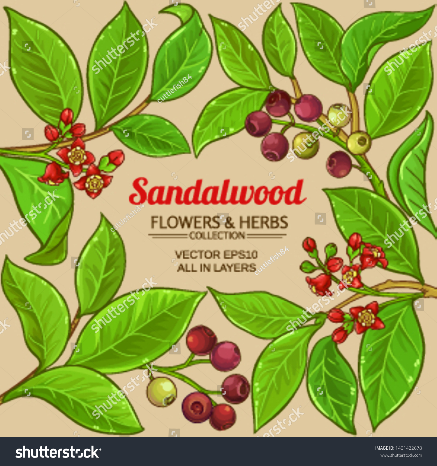 Sandalwood Vector Frame On Color Background Stock Vector Royalty Free 1401422678