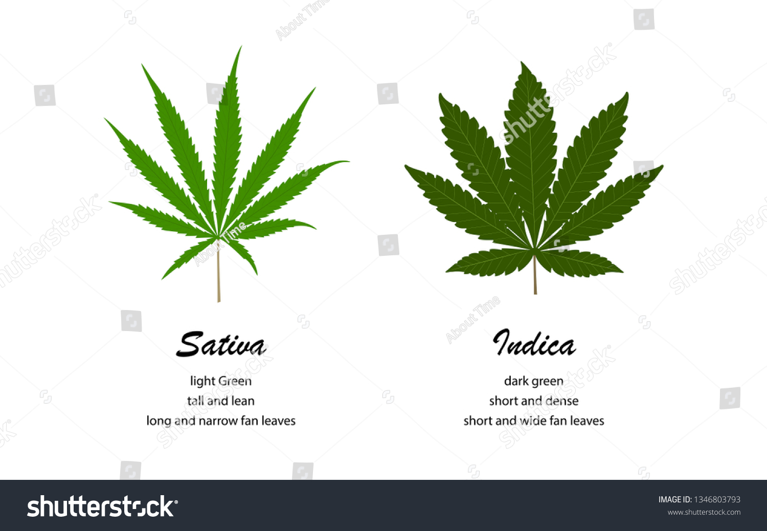 Sativa Vs Indica Infographic Illustration About Stock Vector (Royalty ...