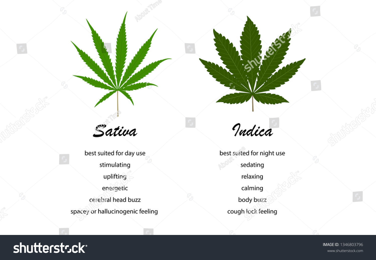 Sativa Vs Indica 2 Infographic Illustration: เวกเตอร์สต็อก (ปลอดค่า ...