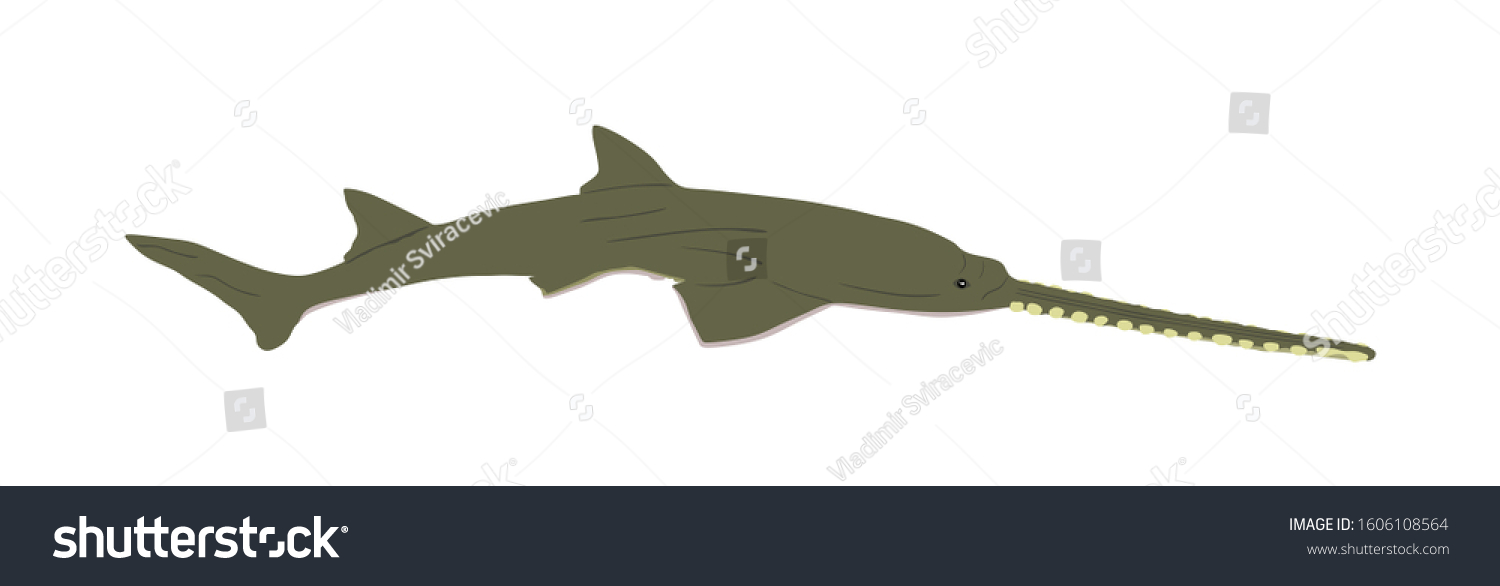 16 Long nose saw shark Images, Stock Photos & Vectors | Shutterstock