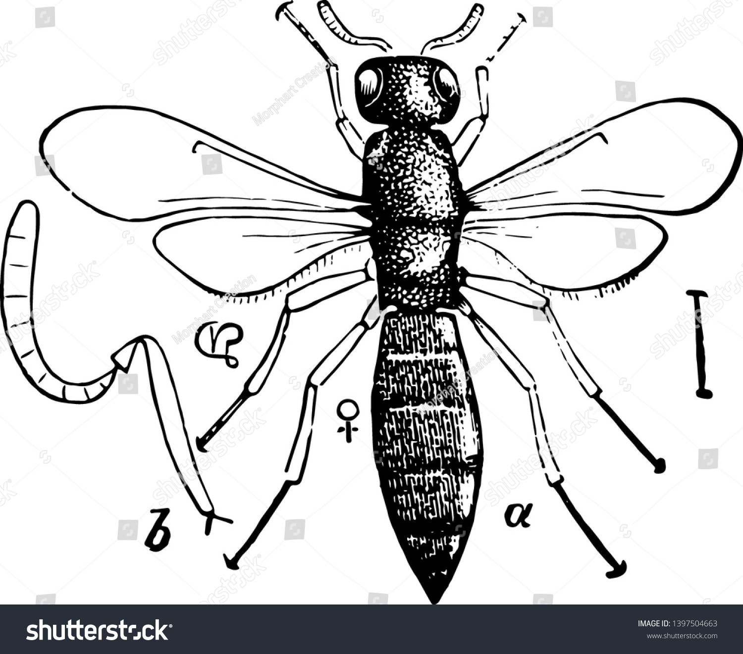 Proctotrypidae Images, Stock Photos & Vectors | Shutterstock