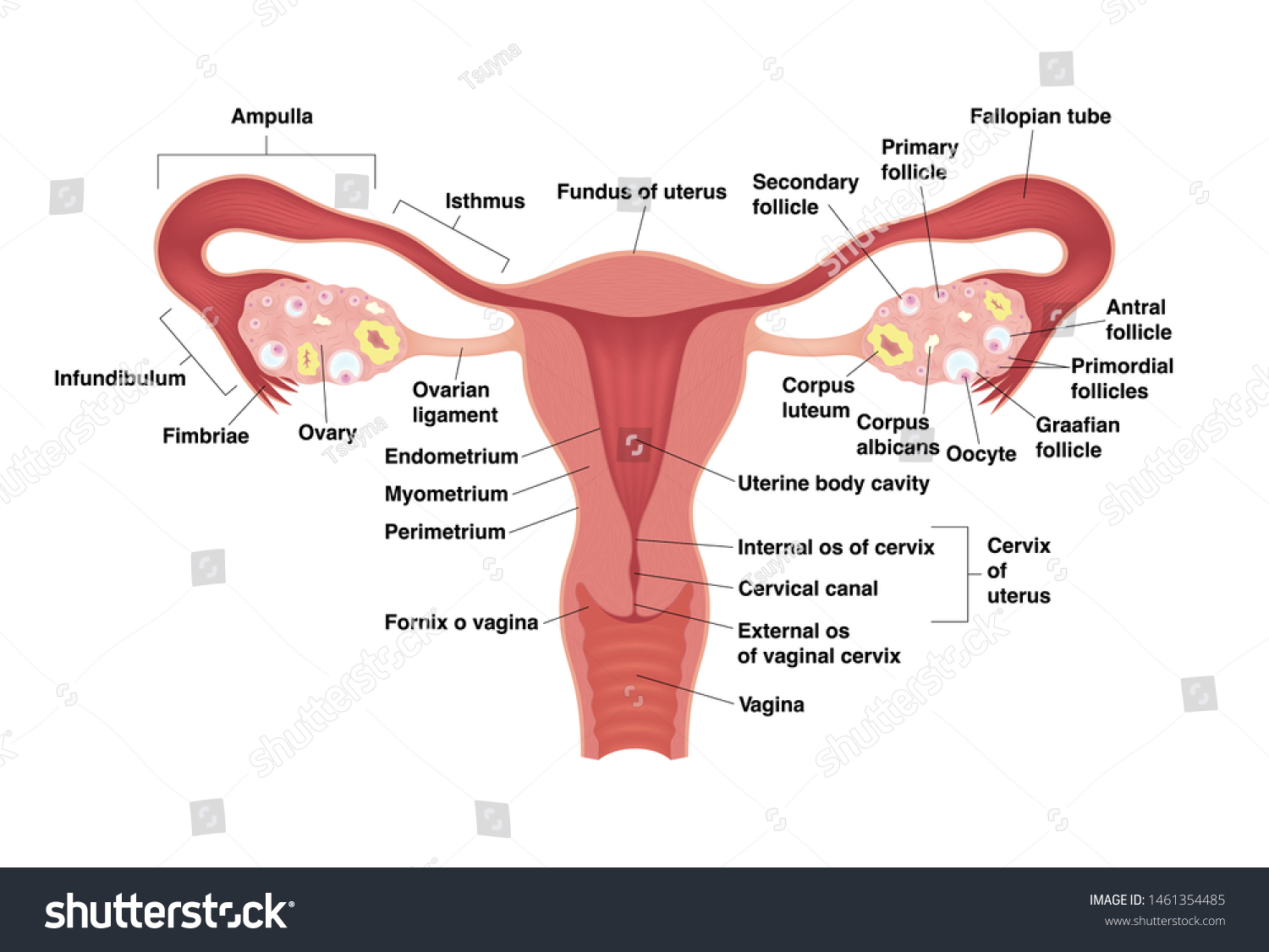 Schematic Drawing Showing Internal Organs Female Vetor Stock Livre De Direitos 1461354485 7646