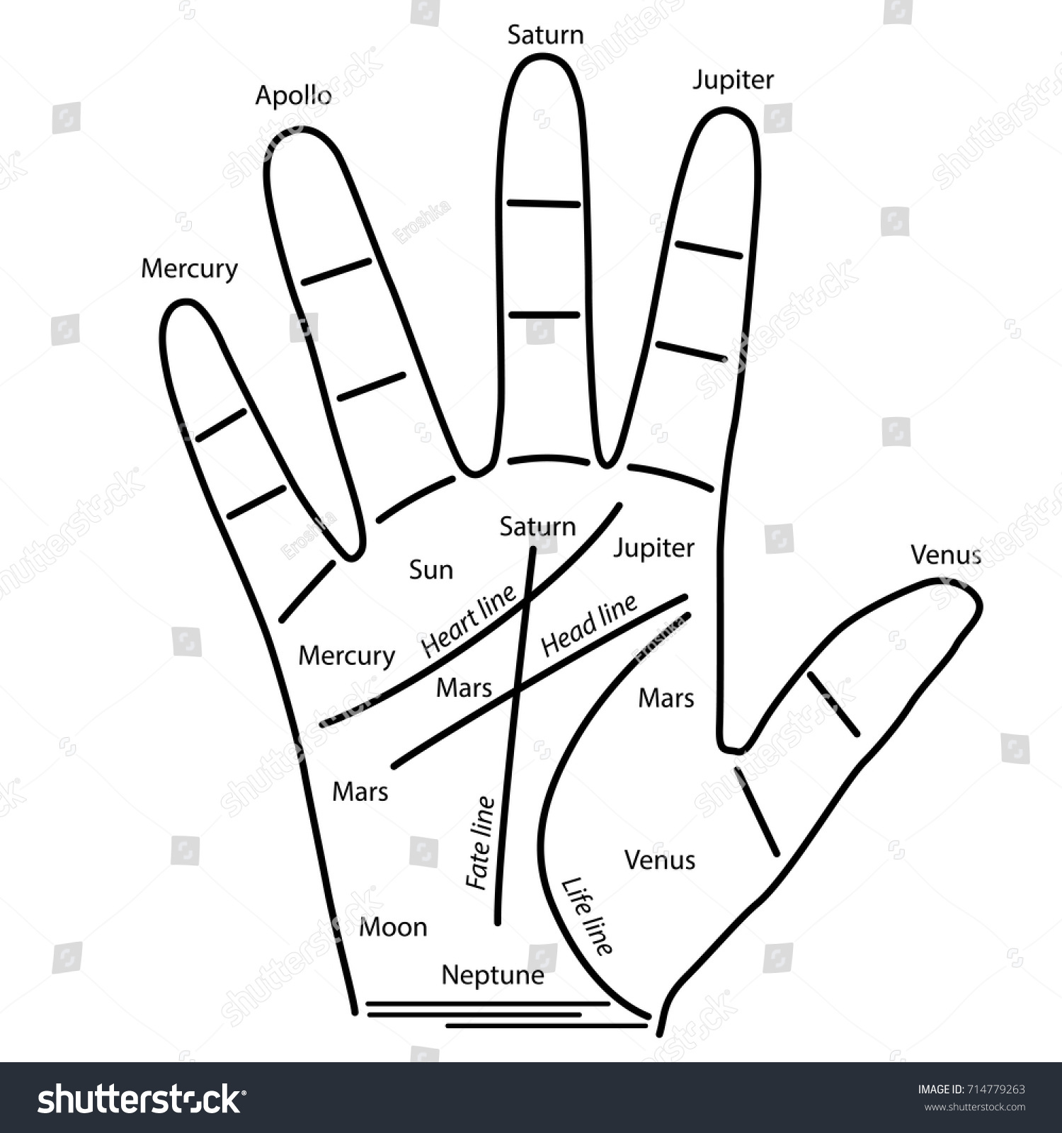 Schematic Linear Drawing Palmistry Human Palm Stock Vector 714779263