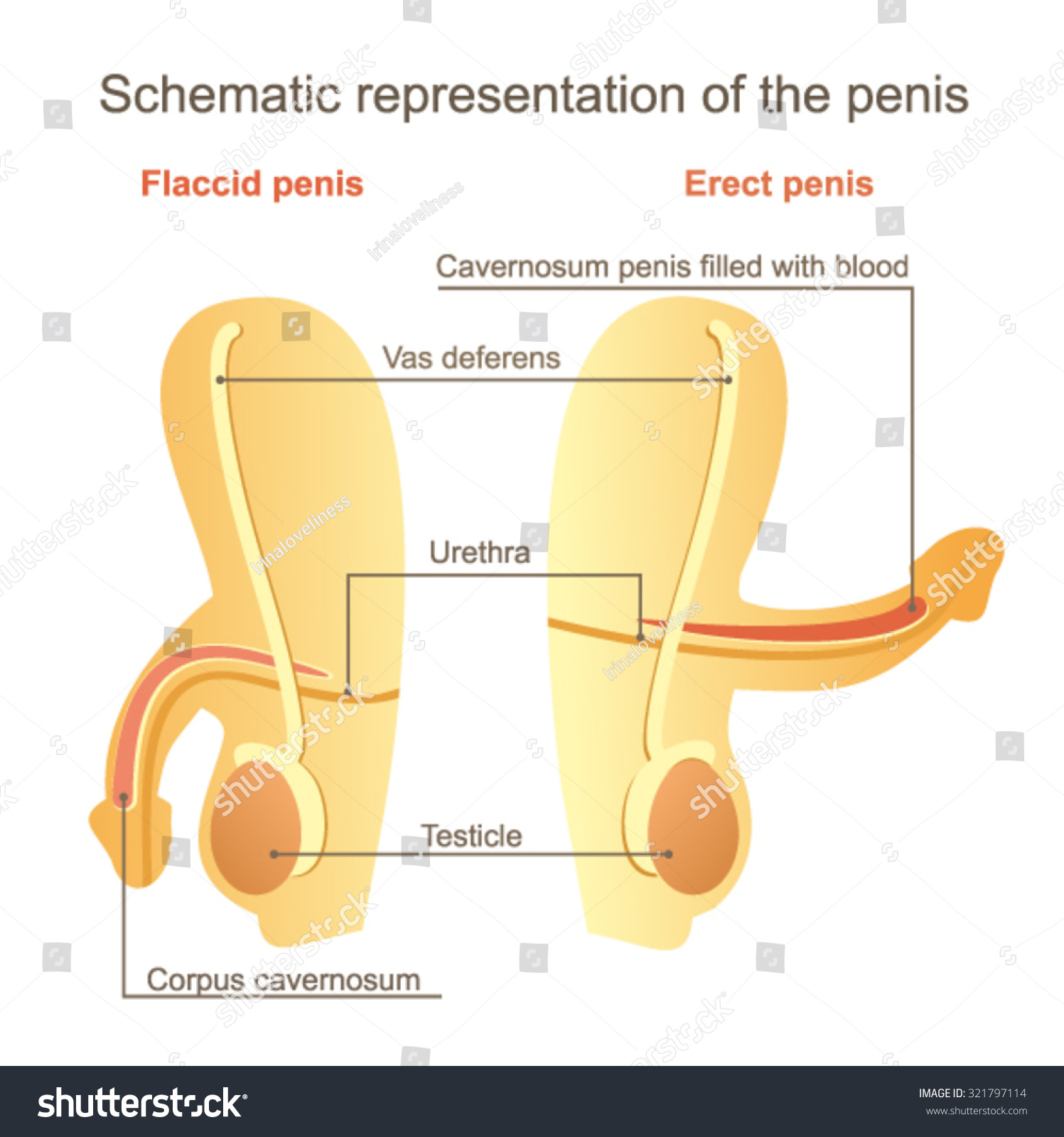 Diagram Of Erect Penis 77