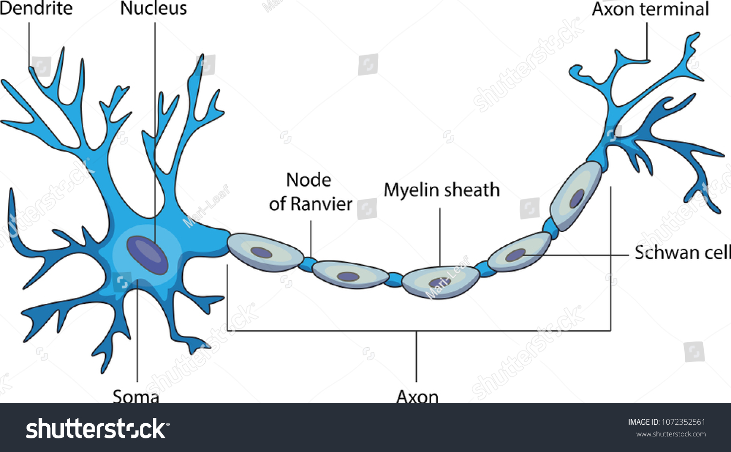 Schematic Vector Diagram Neuron Nerve Cell Stock Vector Royalty Free 1072352561