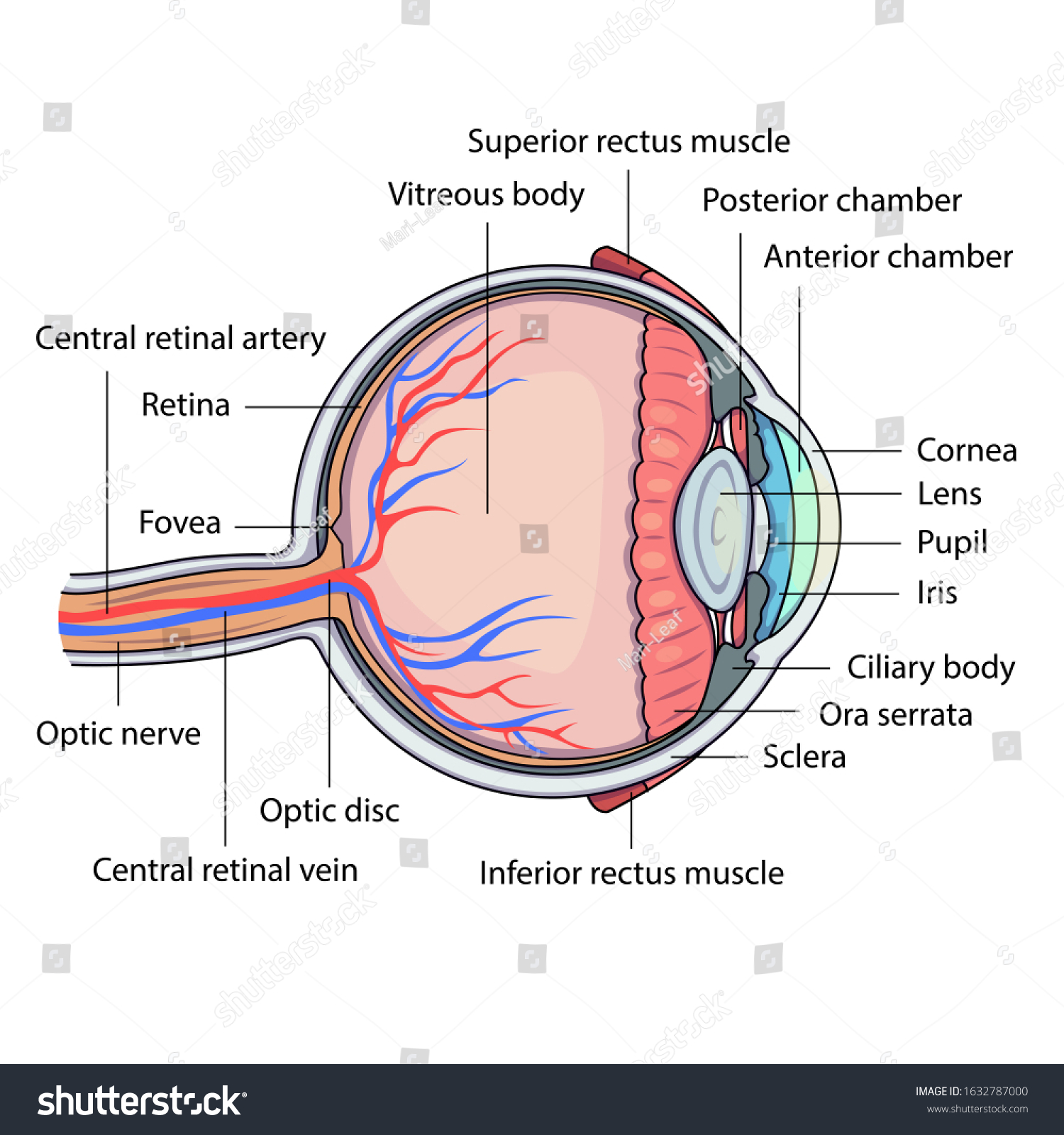 Schematic Vector Illustration Eye Anatomy Detailed Stock Vector ...