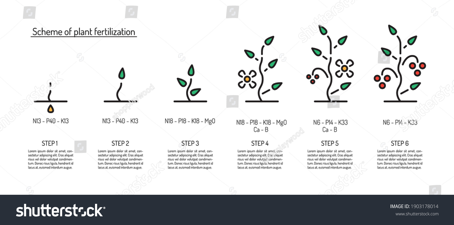 Scheme Fertilization Plants Depending On Stage Stock Vector (Royalty ...