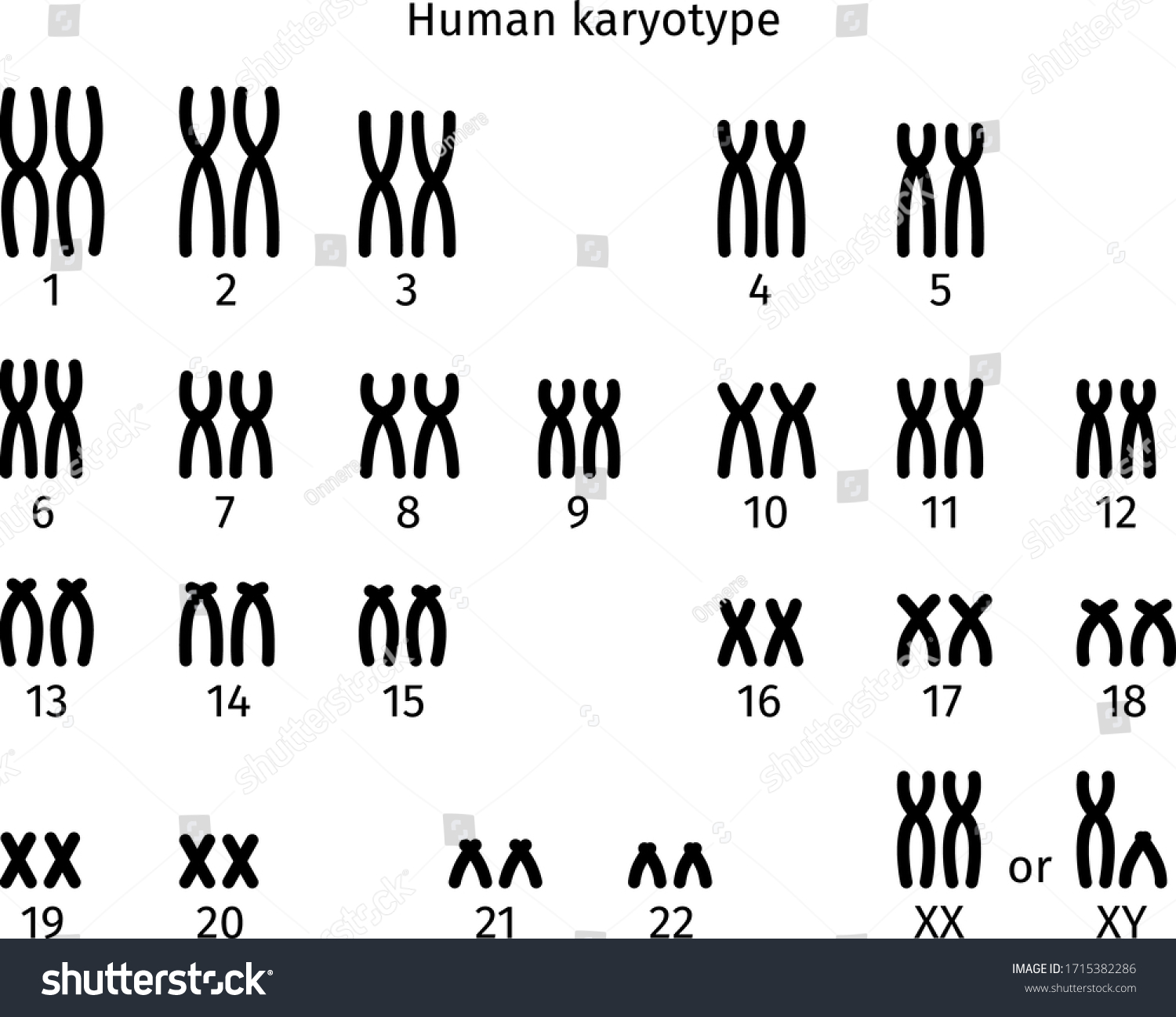 Scheme Normal Karyotype Human Somatic Cell Stock Vector (Royalty Free ...