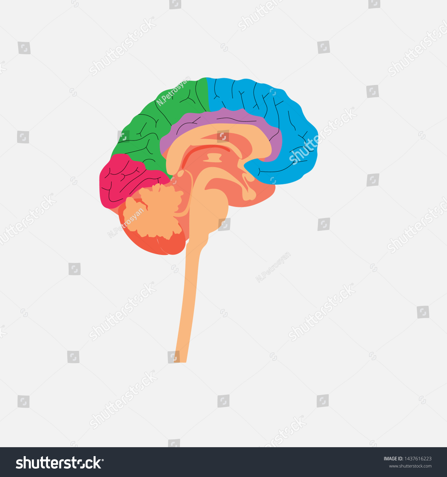 Scheme Brain Illustration Human Brain Stock Vector Royalty Free Scheme Brain Illustration Human Brain Stock Vector Royalty Free