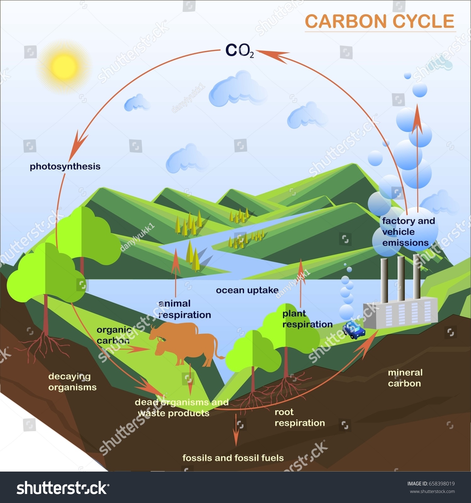 Scheme Carbon Cycle Flats Design Stock Stock Vector (Royalty Free ...