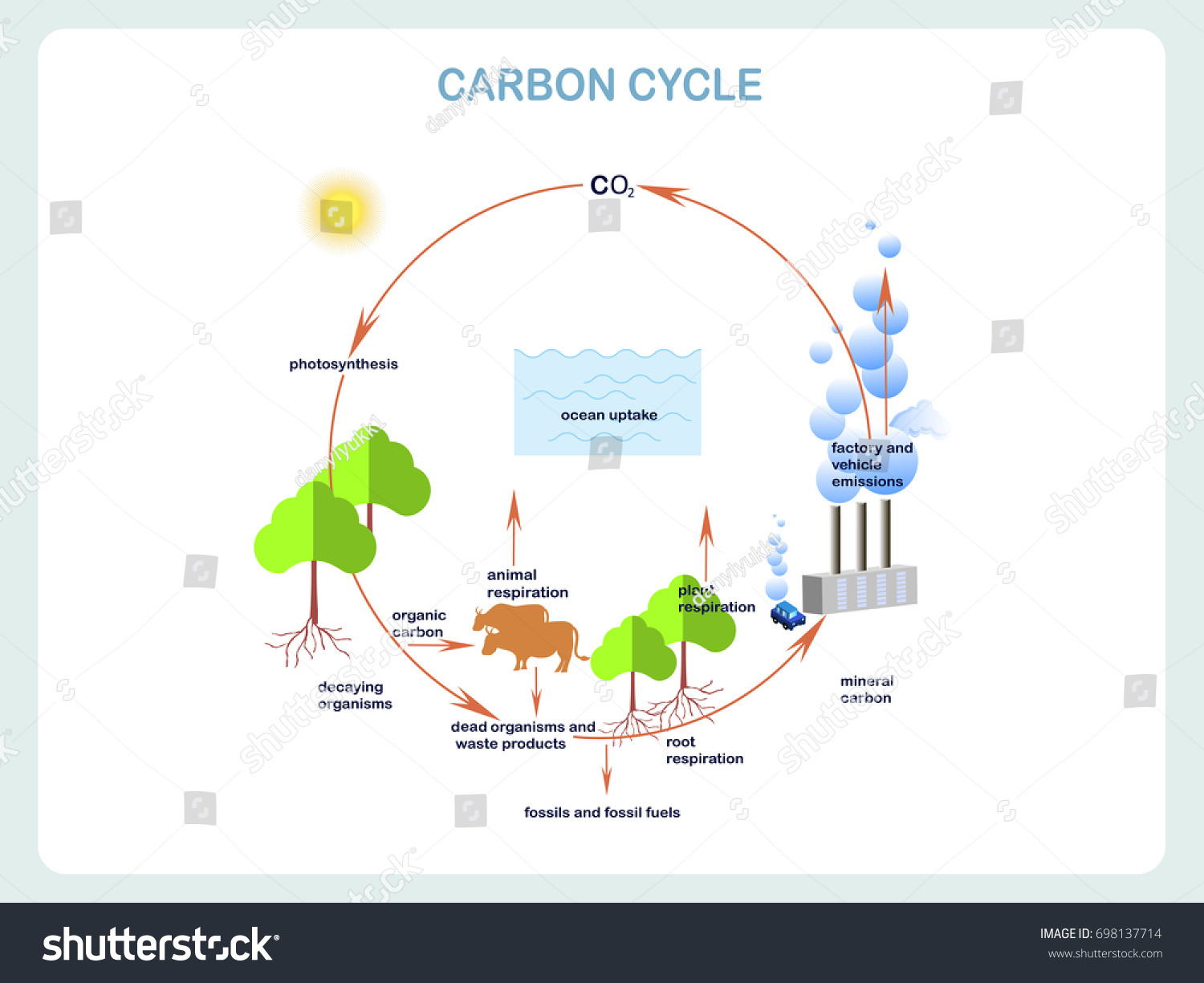 Scheme Of The Oxygen Cycle Flats Design Stock Vector - vrogue.co