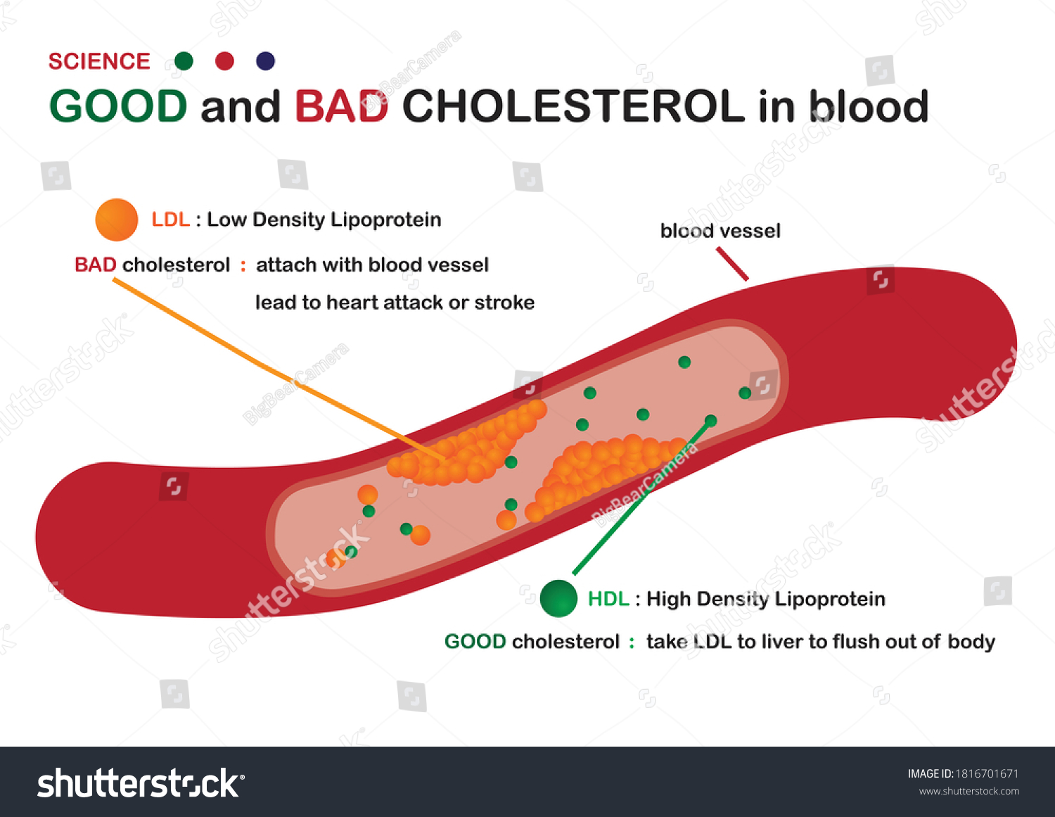 Science Diagram Show Good Bad Cholesterol vetor stock (livre de direitos) 1816701671 Shutterstock