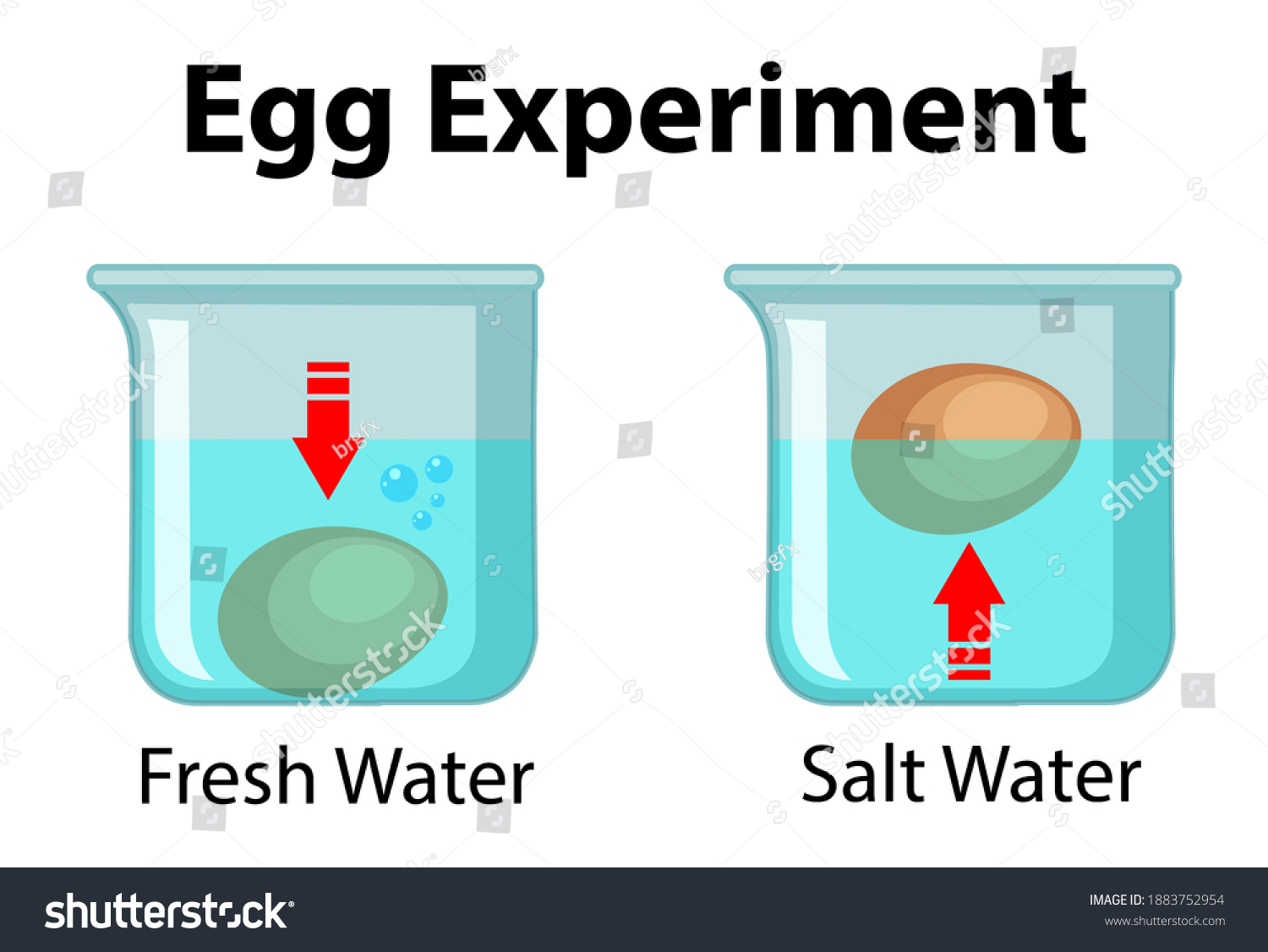 Science Experiment Egg Float Test Illustration Stock Vector Royalty Science Experiment Egg Float Test Illustration Stock Vector Royalty