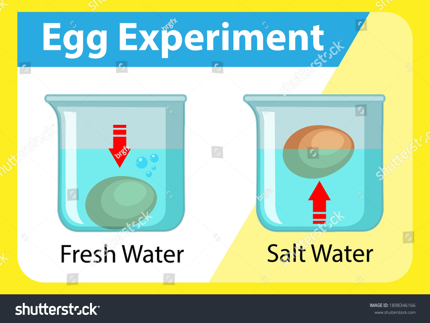 Science Experiment Egg Float Test Illustration Stock Vector Royalty Science Experiment Egg Float Test Illustration Stock Vector Royalty
