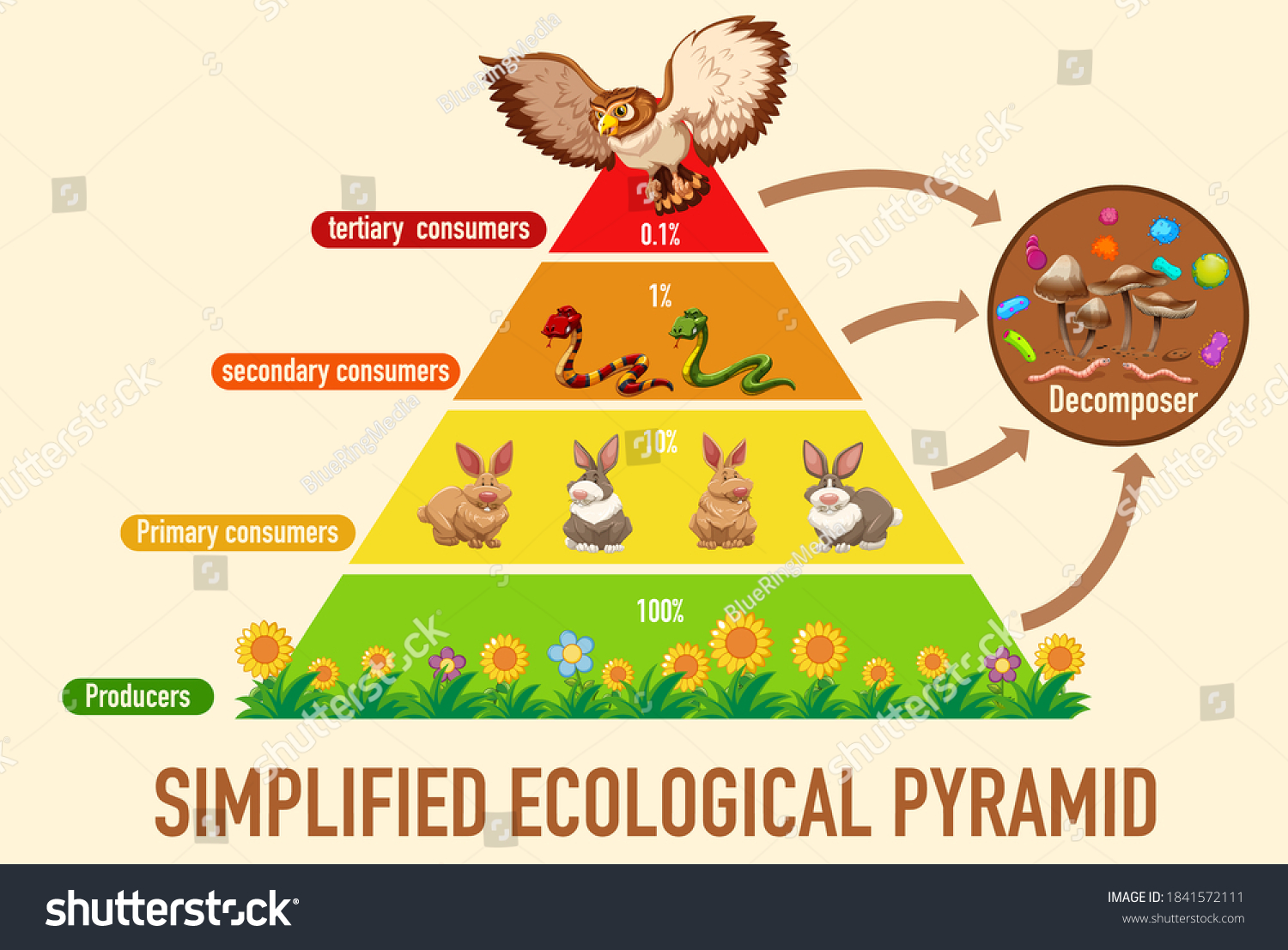 Science Simplified Ecological Pyramid Illustration: immagine vettoriale